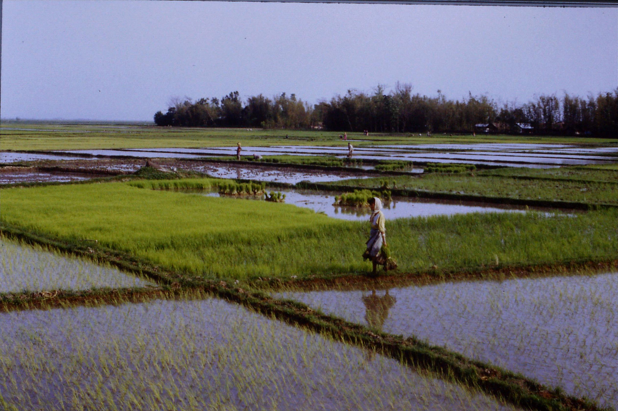 113/22: 17/4 Rice Planting