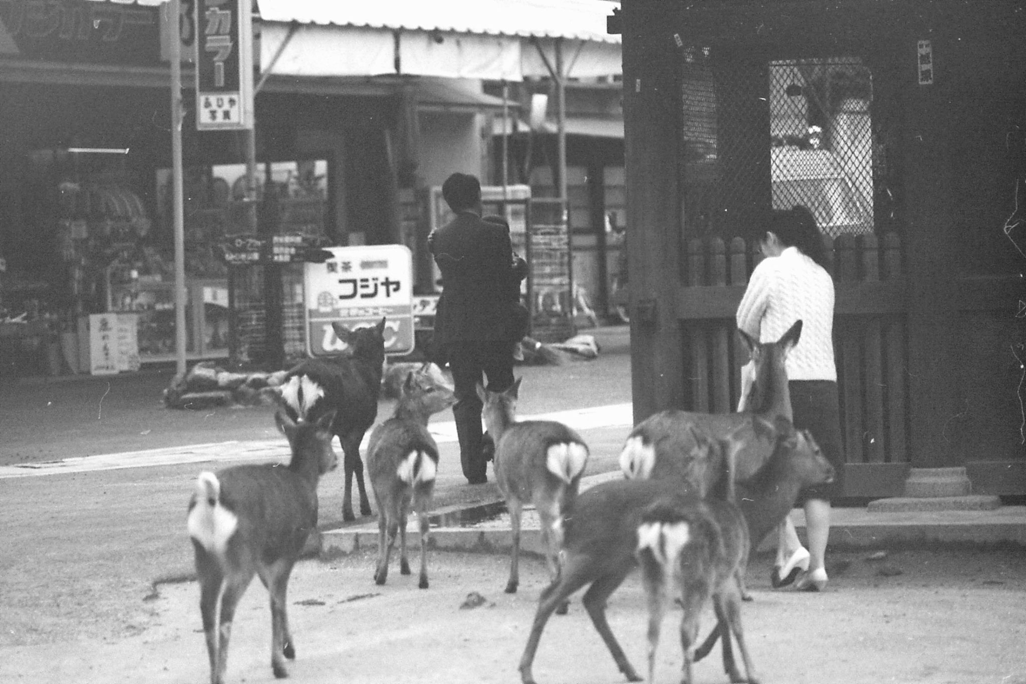 23/1/1989: 2: Miyajima