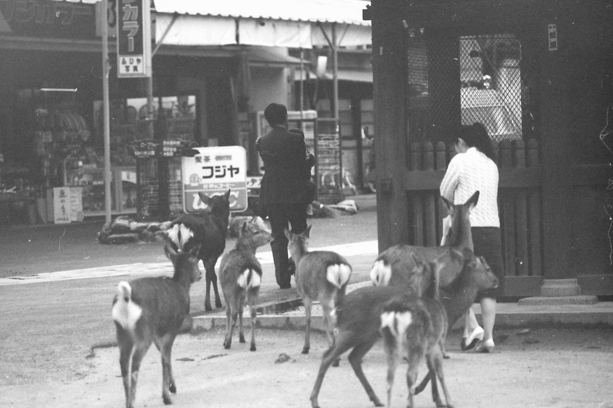 23/1/1989: 2: Miyajima