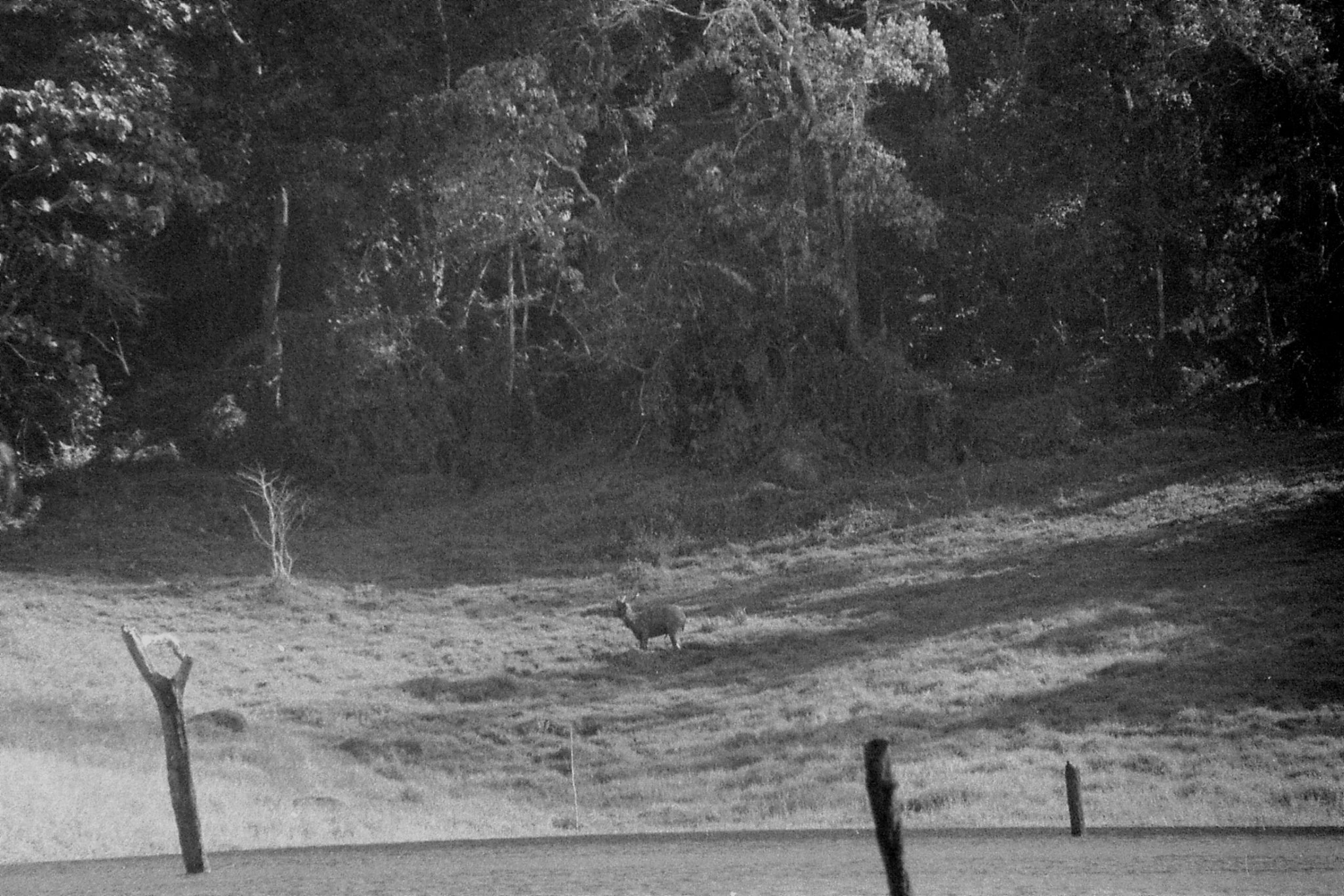 097/19: 22/2/1990 Periyar - deer