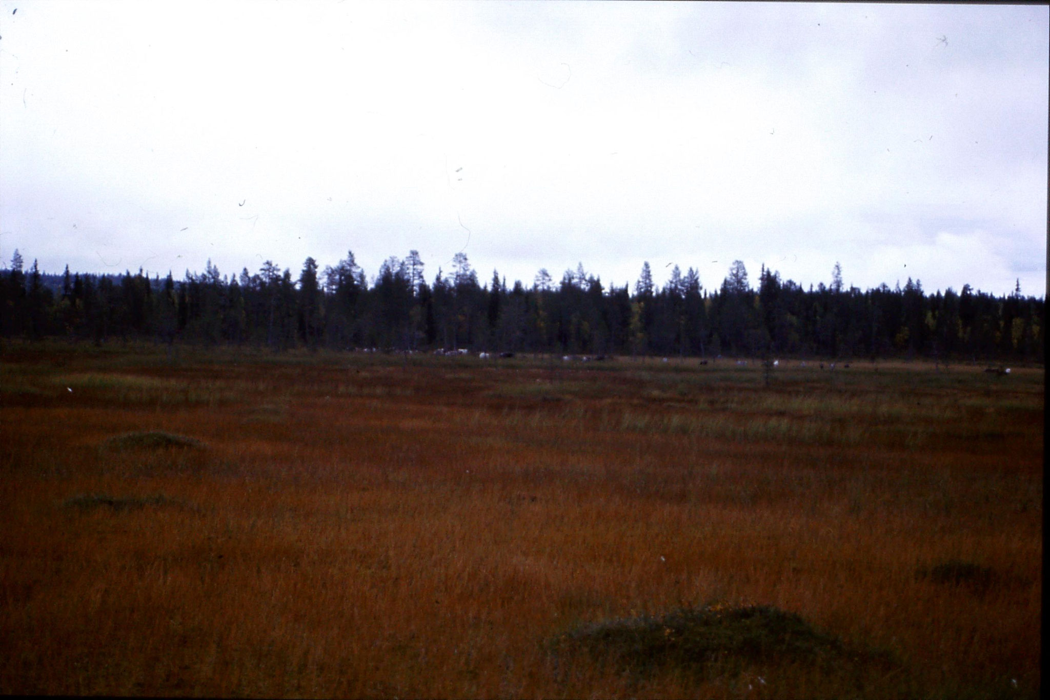 12/9/1988: 7: reindeer on road south from Jokkmokk