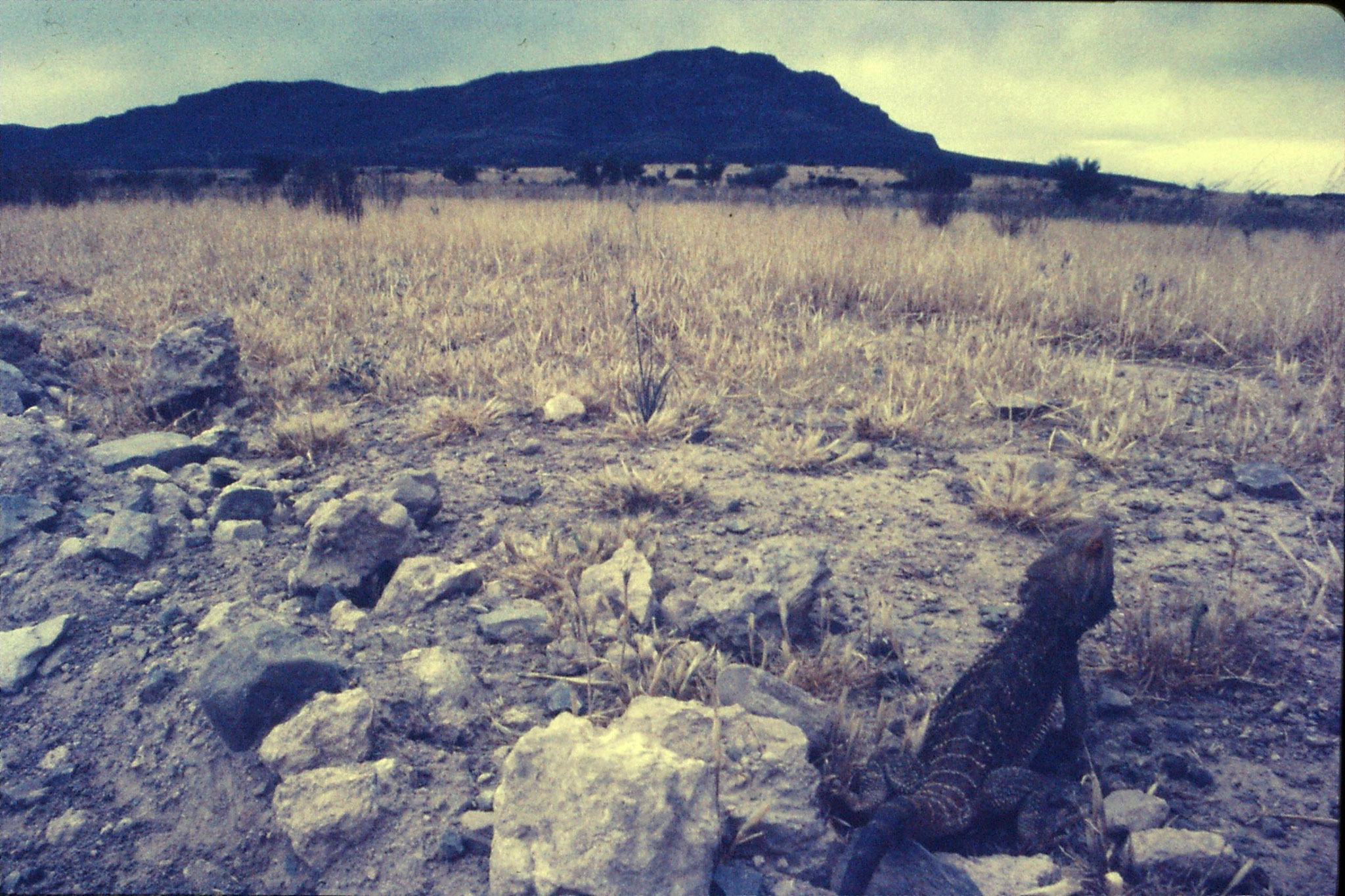 7/11/1990: 0: Flinders Ranges, Bearded dragon and ridge of Wilpena Pound