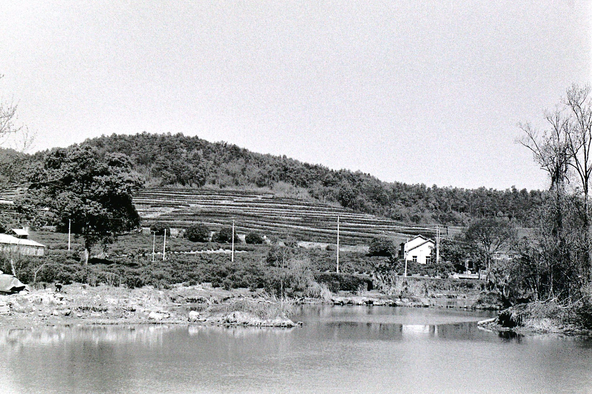 28/3/1989: 16: by hotel in Hangzhou tea fields