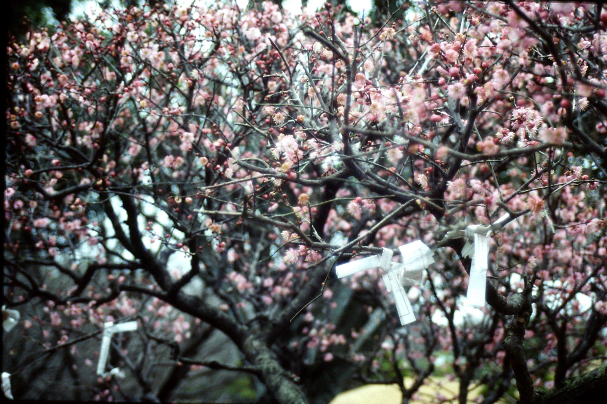 22/1/1989: 4: 'Suizenji' Kumamoto Gardens