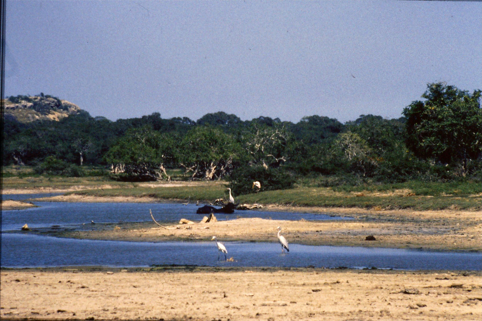 27/1/1989: 25: Yala National Park