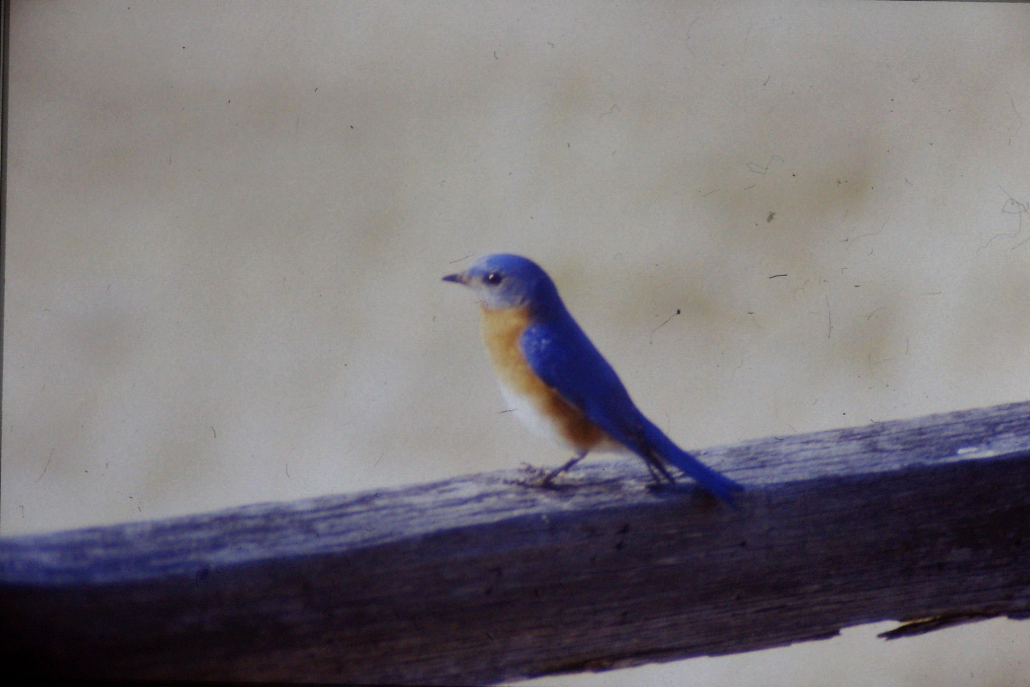 21/3/1991: 4: Blue Bird at Mary Potter's place