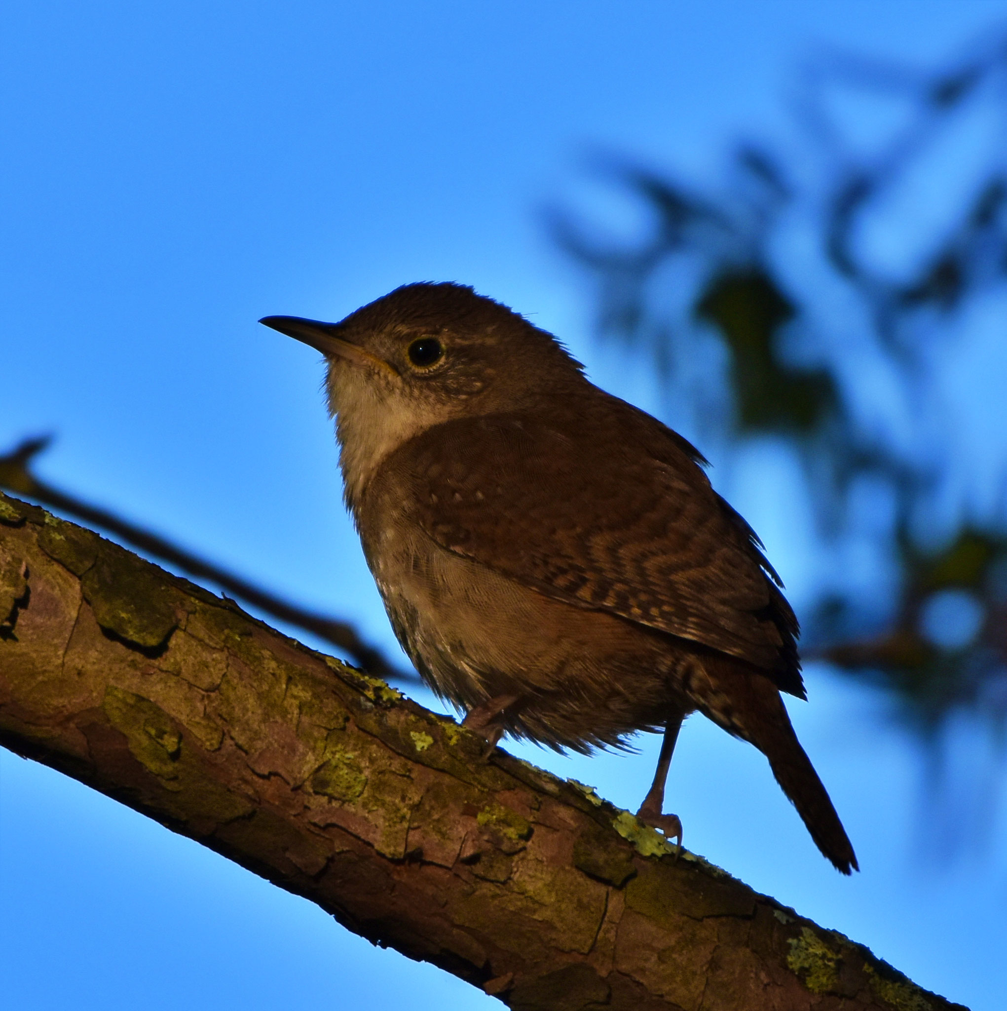 House Wren