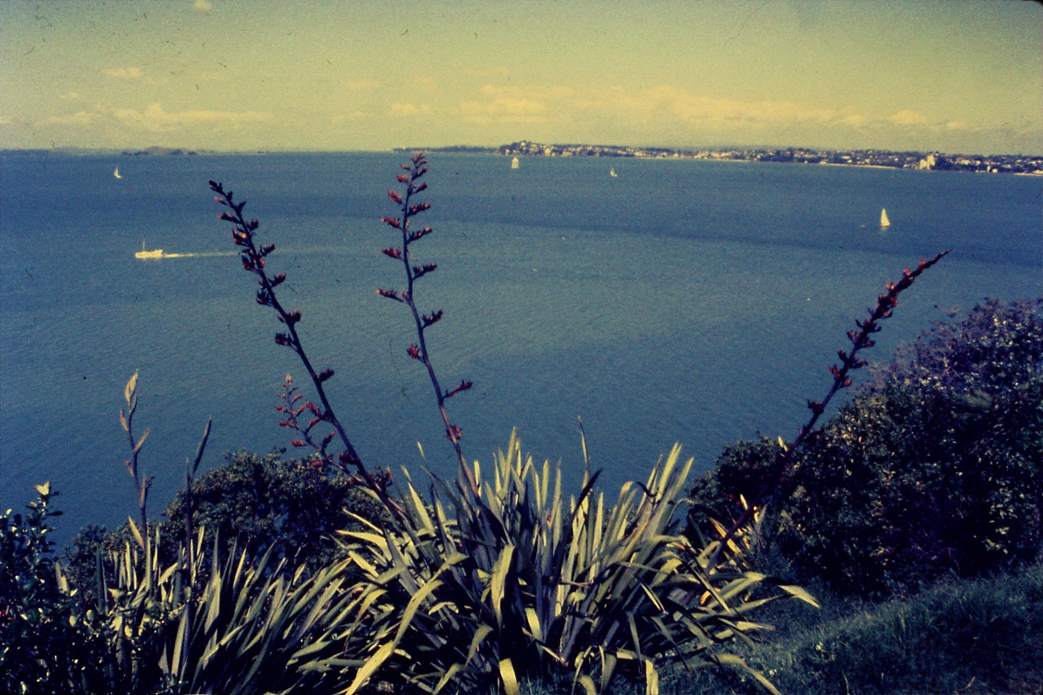 16/11/1990: 12: Auckalnd NZ, harbour seen from hill