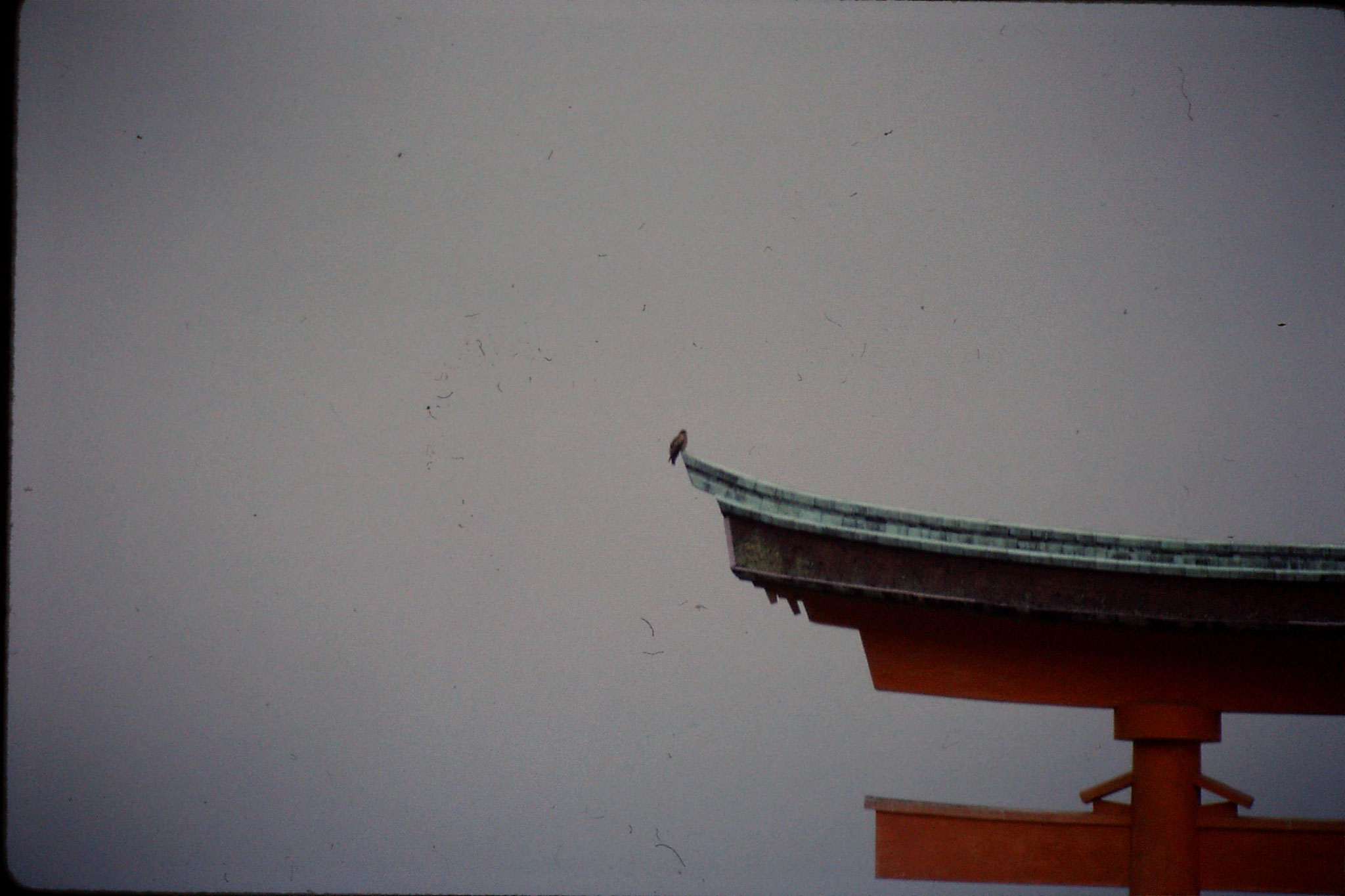 23/1/1989: 8: Miyajima