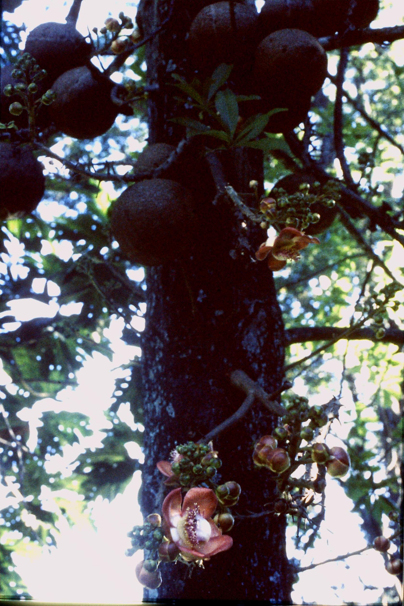 5/2/1990: 31: Kandy Botanic Gardens, cannon ball tree