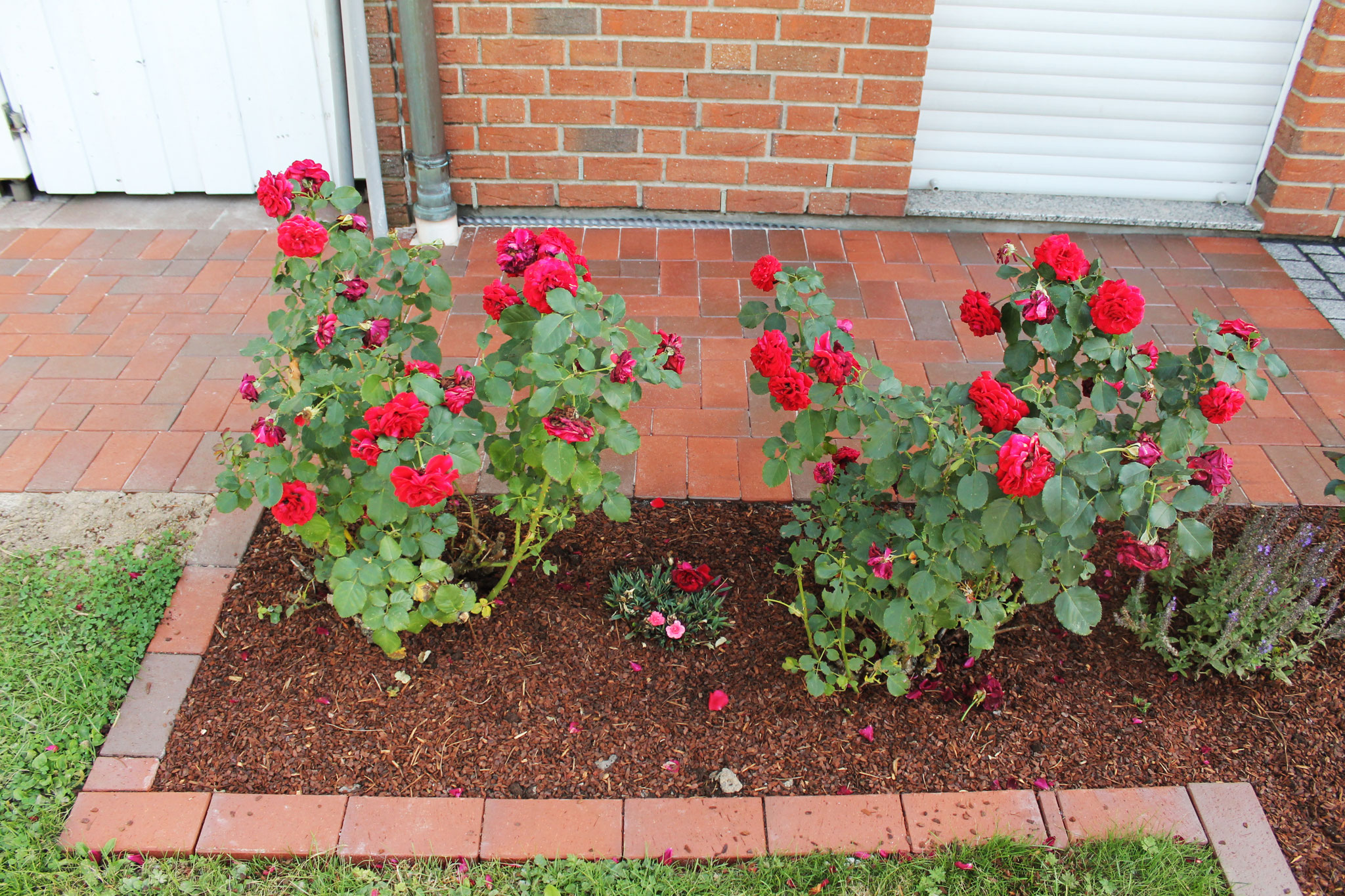 Terrassenanlage Dünne - Steinkühler Galabau