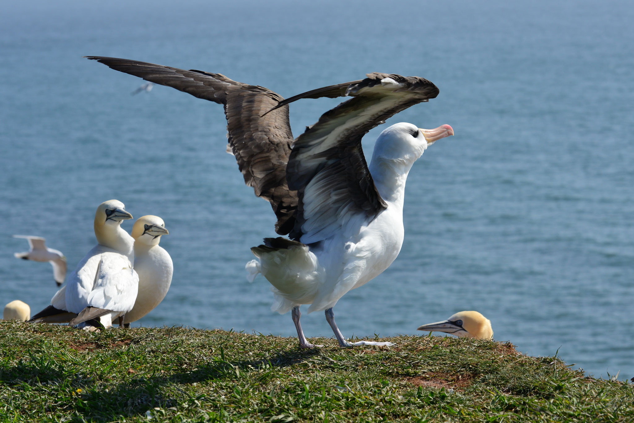 Albatros und Basstölpel