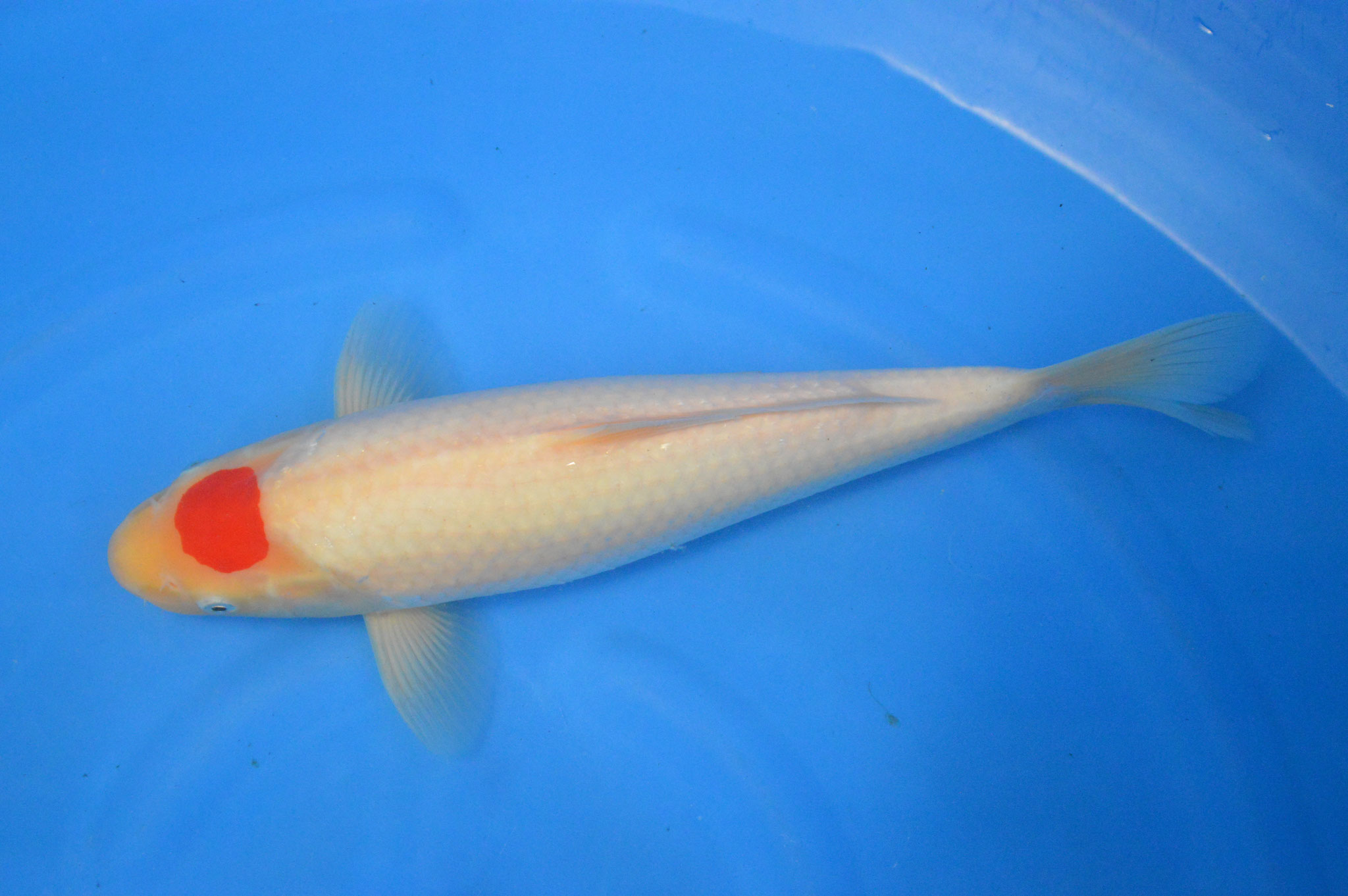 錦鯉観賞魚水槽飼育okオレンジ張分黄金16cm錦鯉のカネヒコ産雄雌不明令和3年生まれ Sale 79 Off 錦鯉観賞魚水槽飼育okオレンジ張分黄金16cm錦鯉のカネヒコ産雄雌不明令和3年生まれ Sale 79 Off