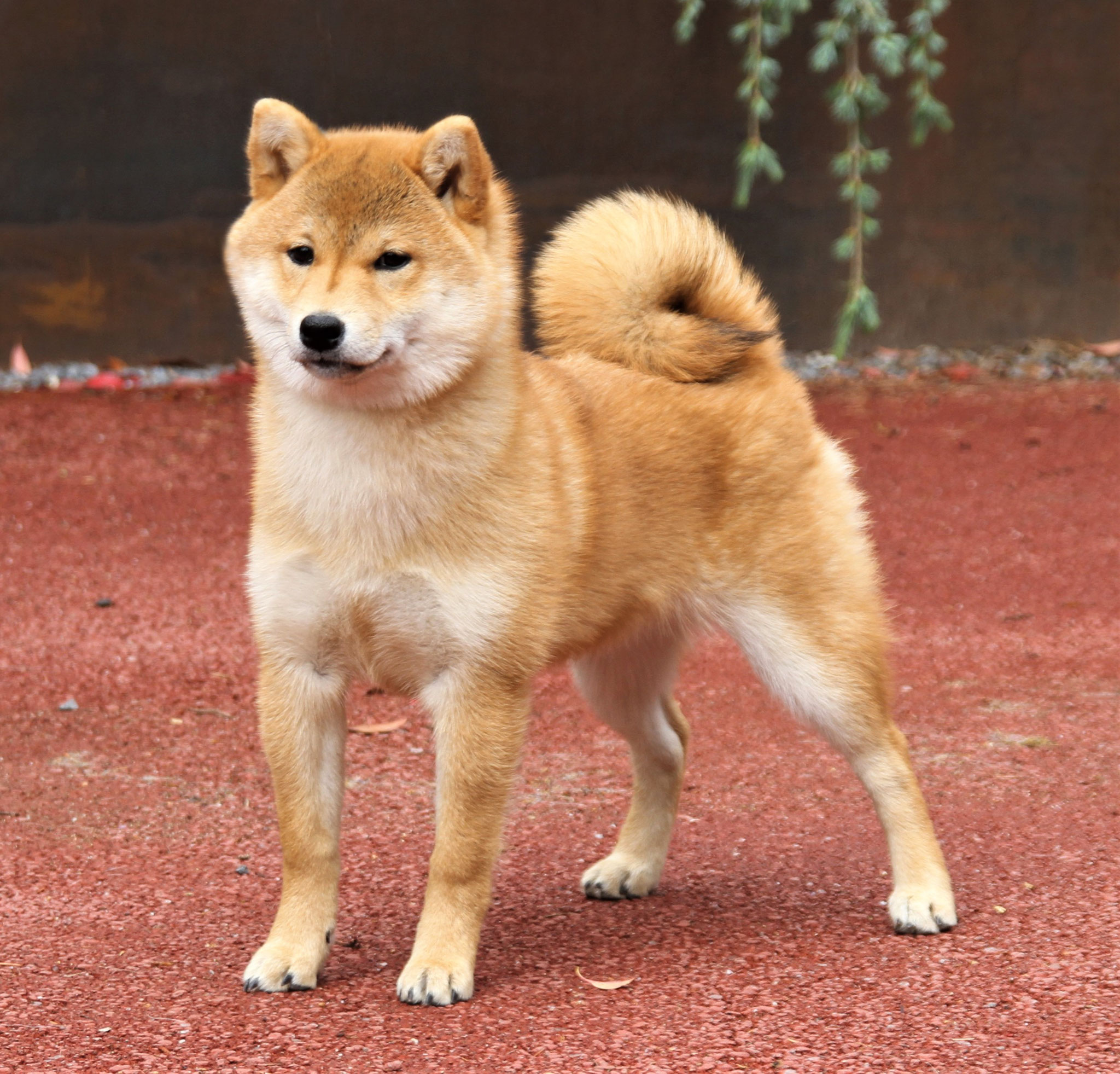 Forfølgelse Maladroit baseball News - Shiba Inu Zucht of isamashii Nakamà