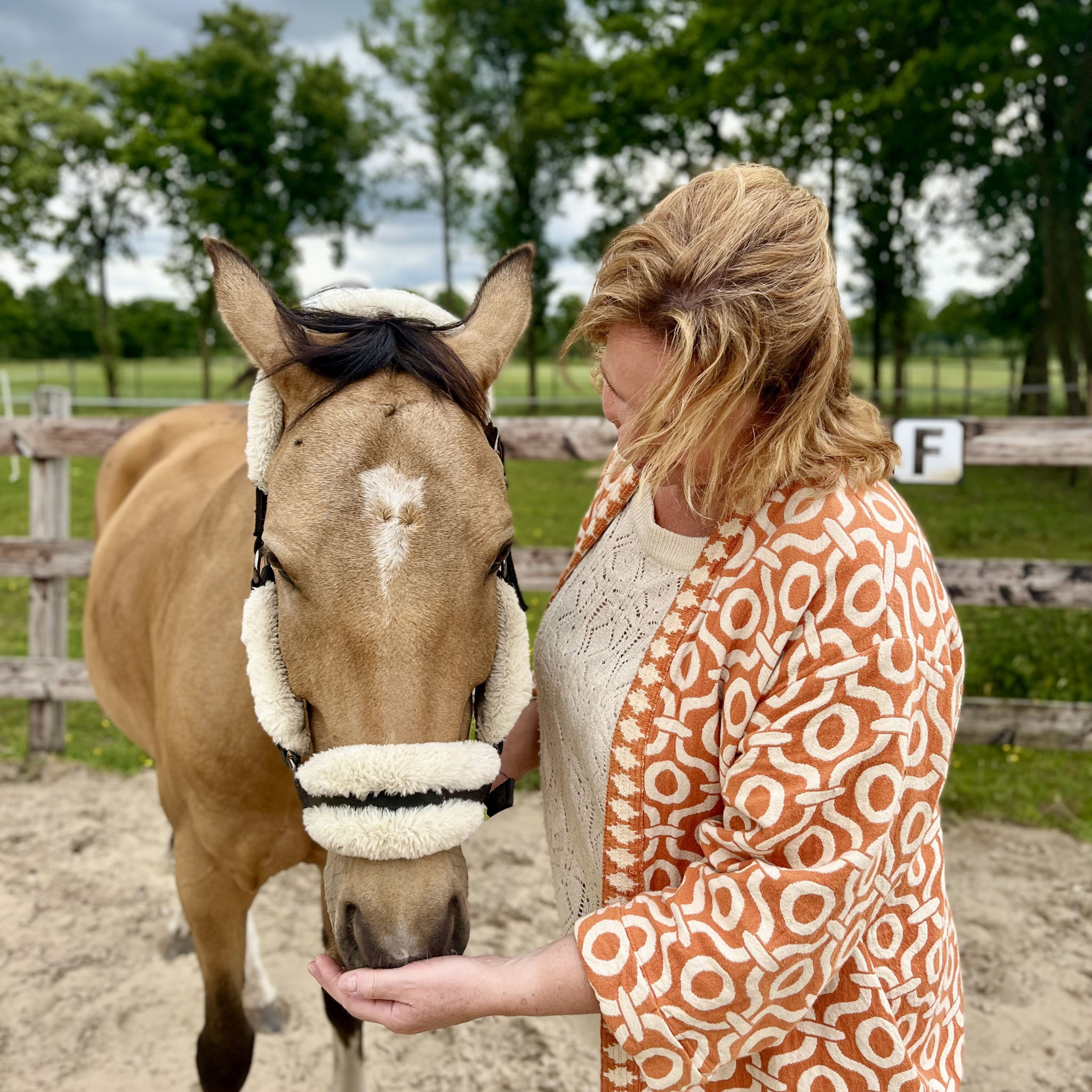 paardencoaching en -healing