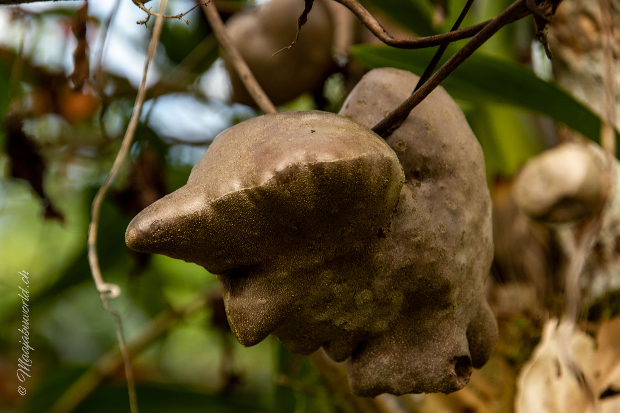 Kartoffeln | Potatoes