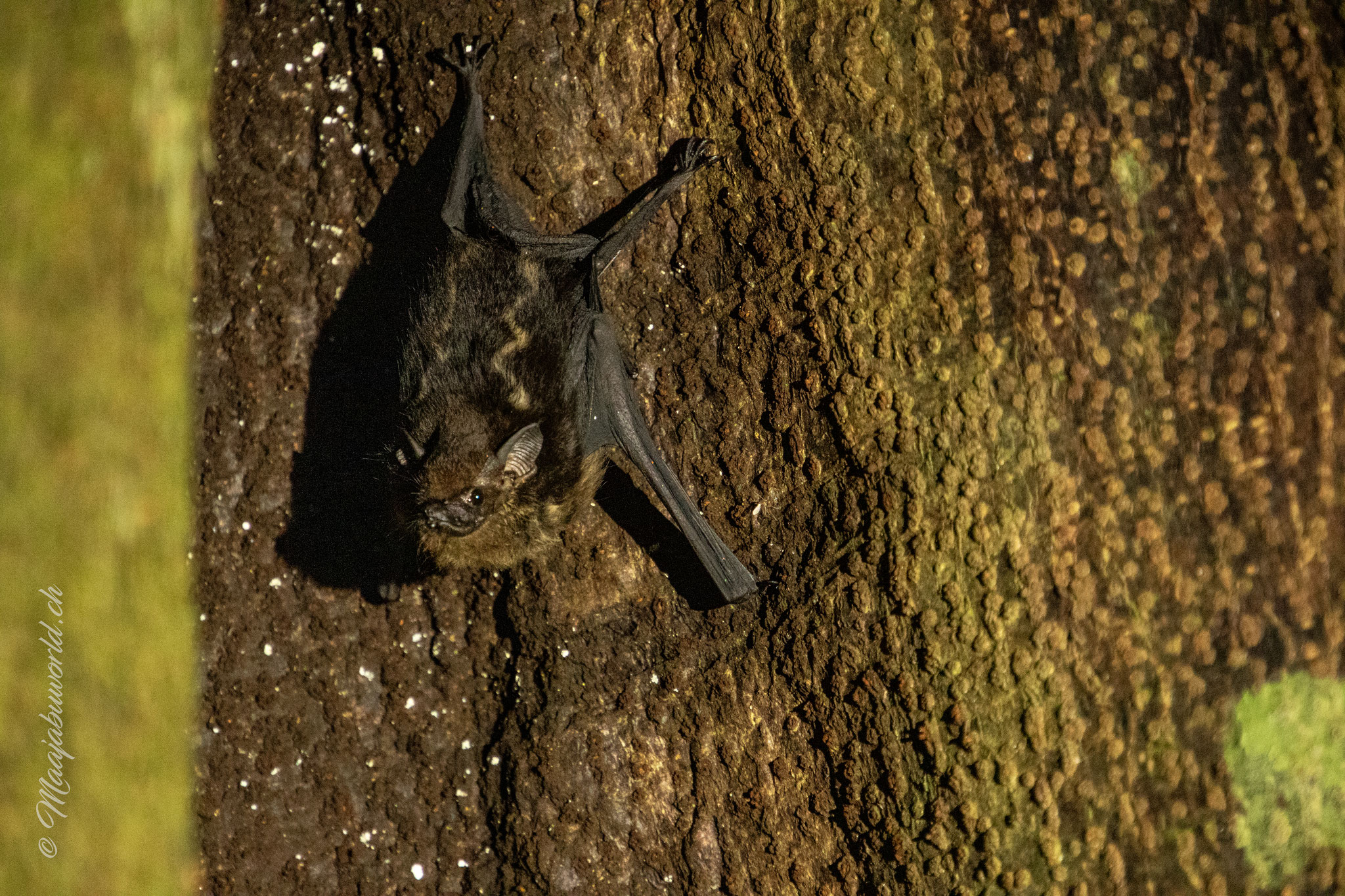 white lined bat