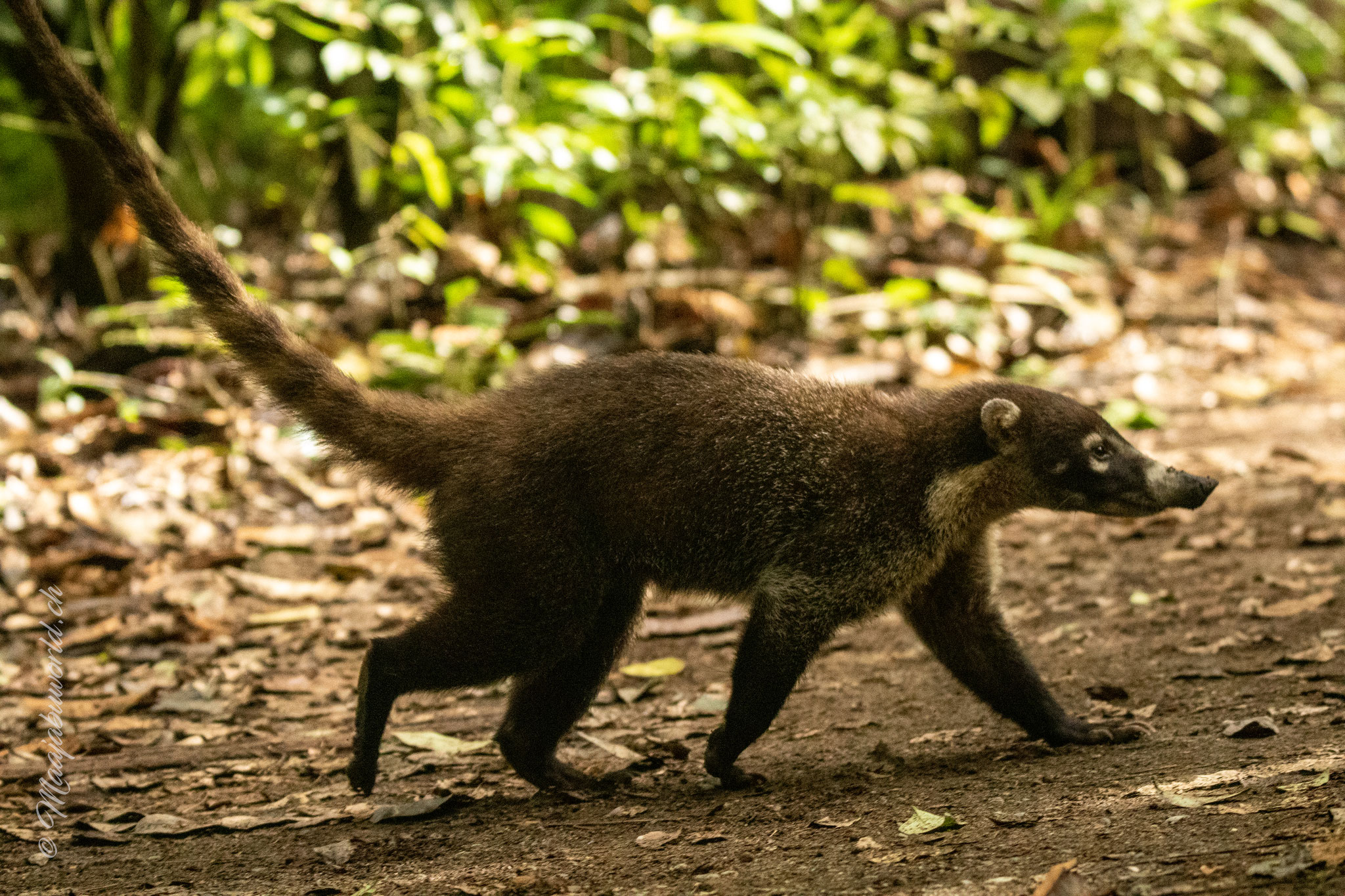 Nasenbär | white nosed coati