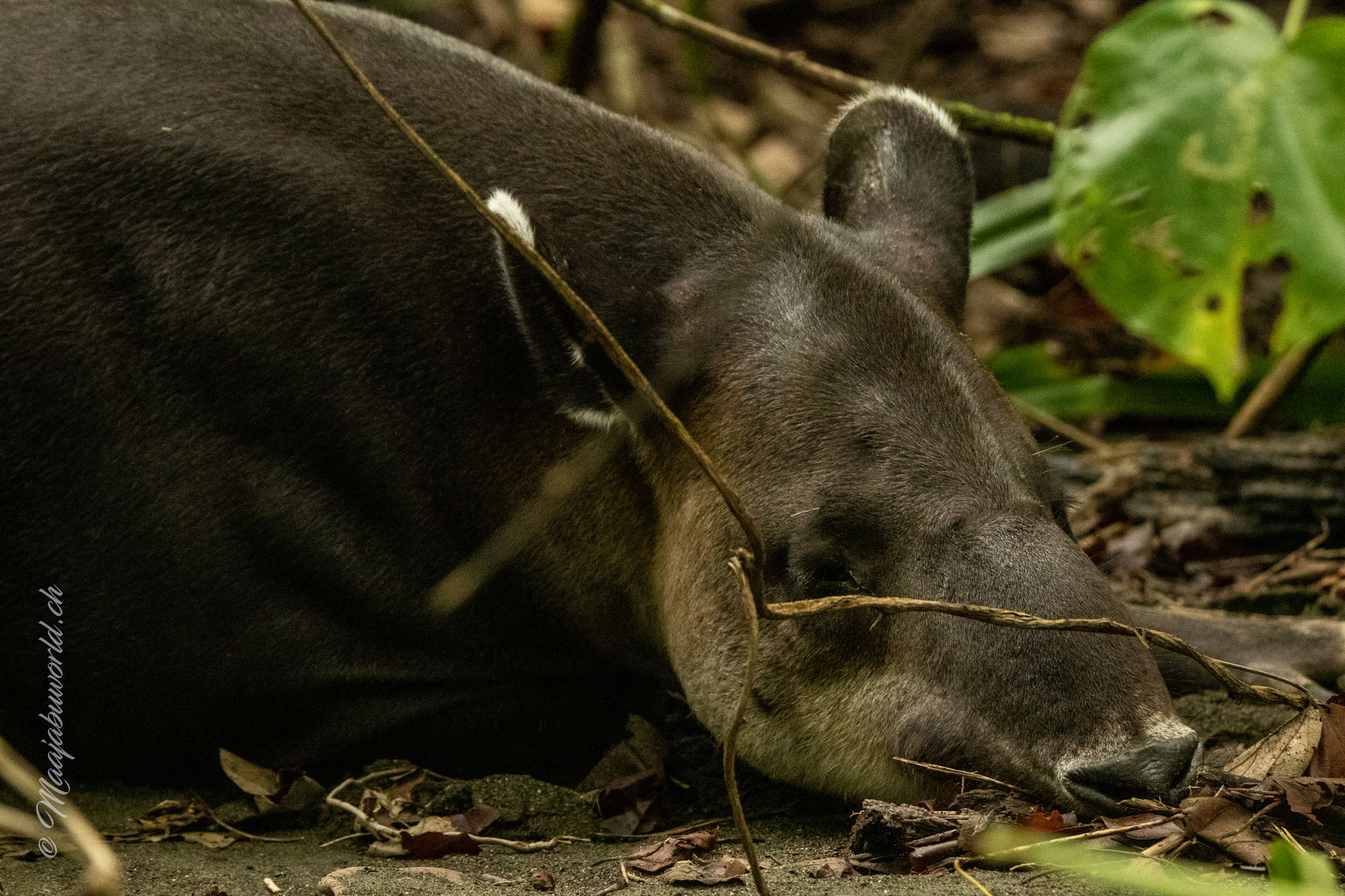Tapir