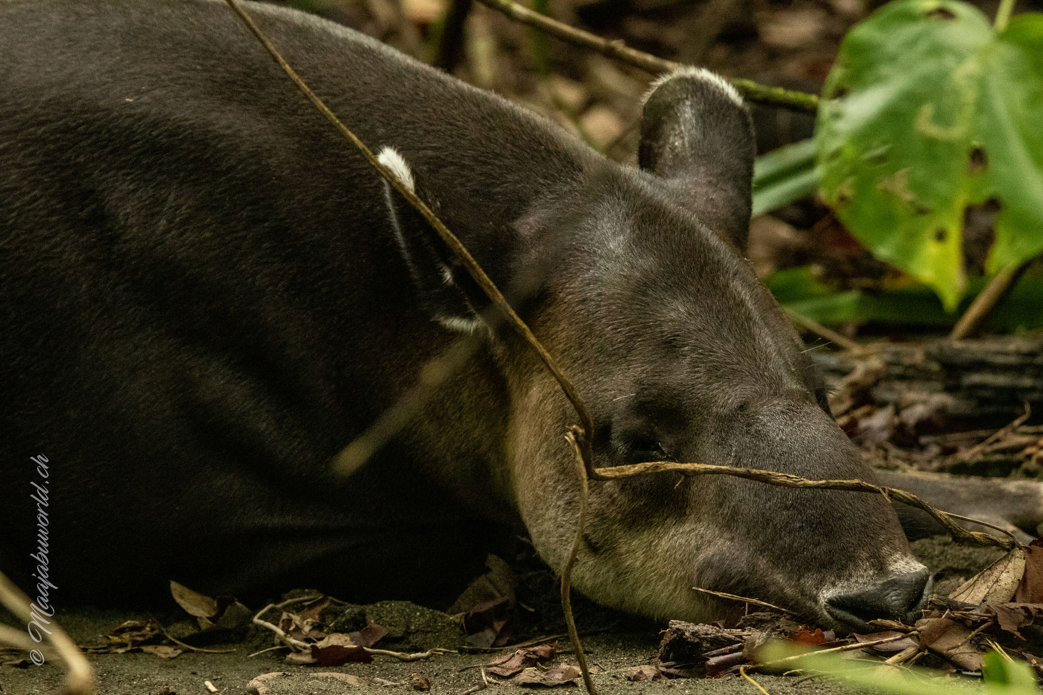 Tapir