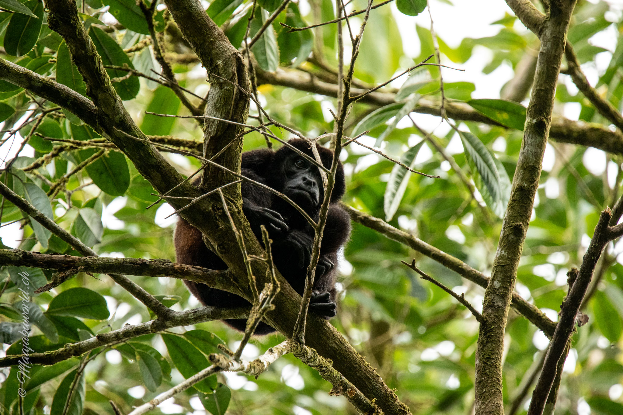 howler monkey