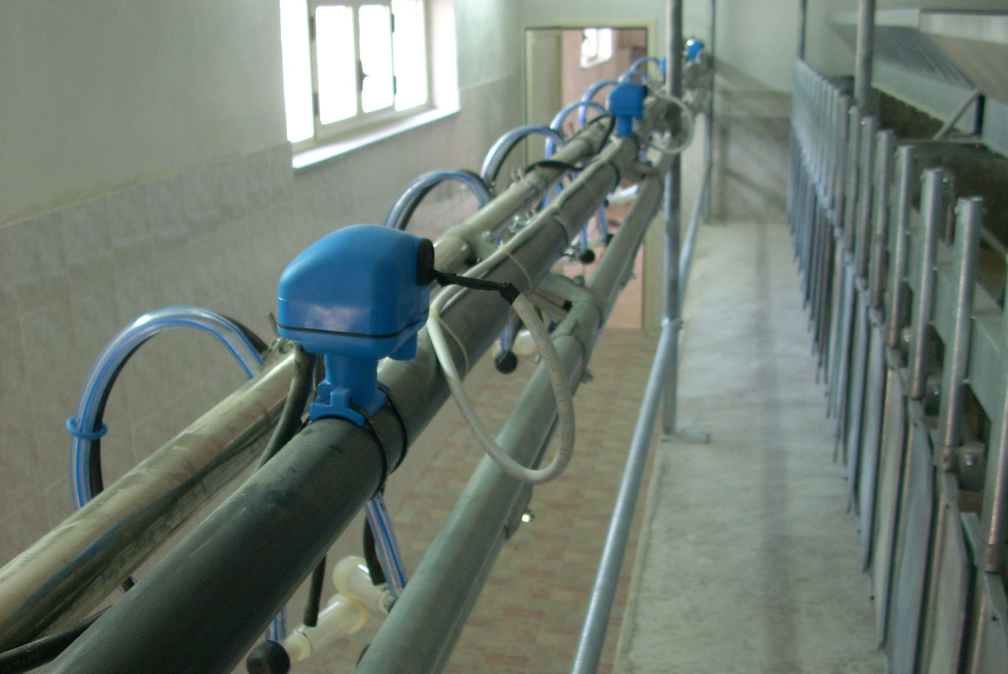 Sala di mungitura per ovicaprini linea alta