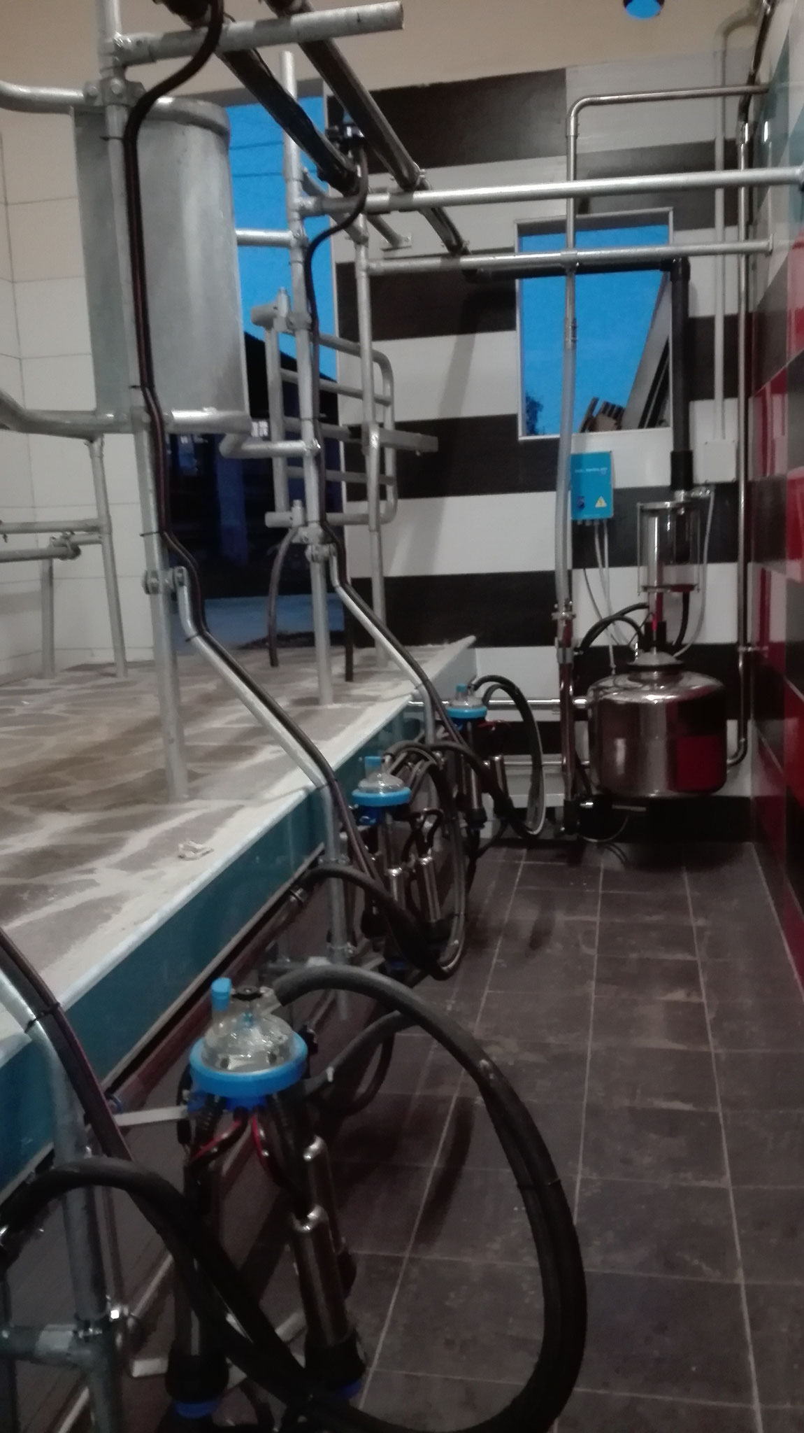 Sala di mungitura per bovini con terminale in acciaio inox