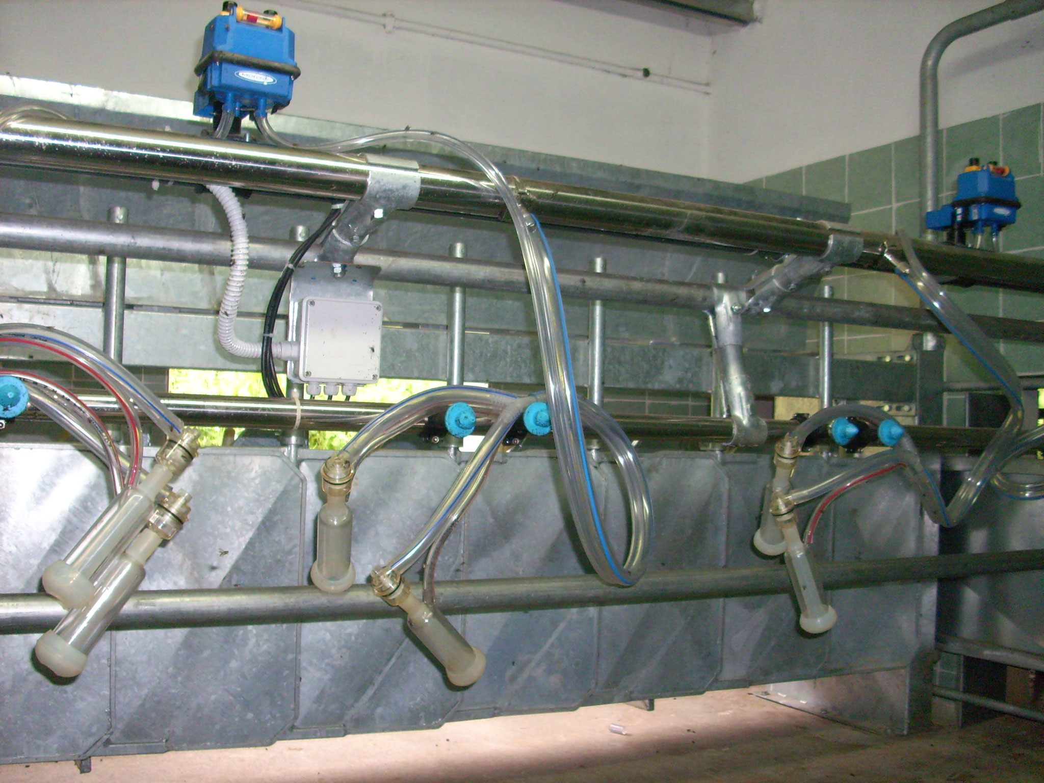 Sala di mungitura per ovicaprini sequenziale a ribalta da 6 - 8 - 12 - 16 - 24 
