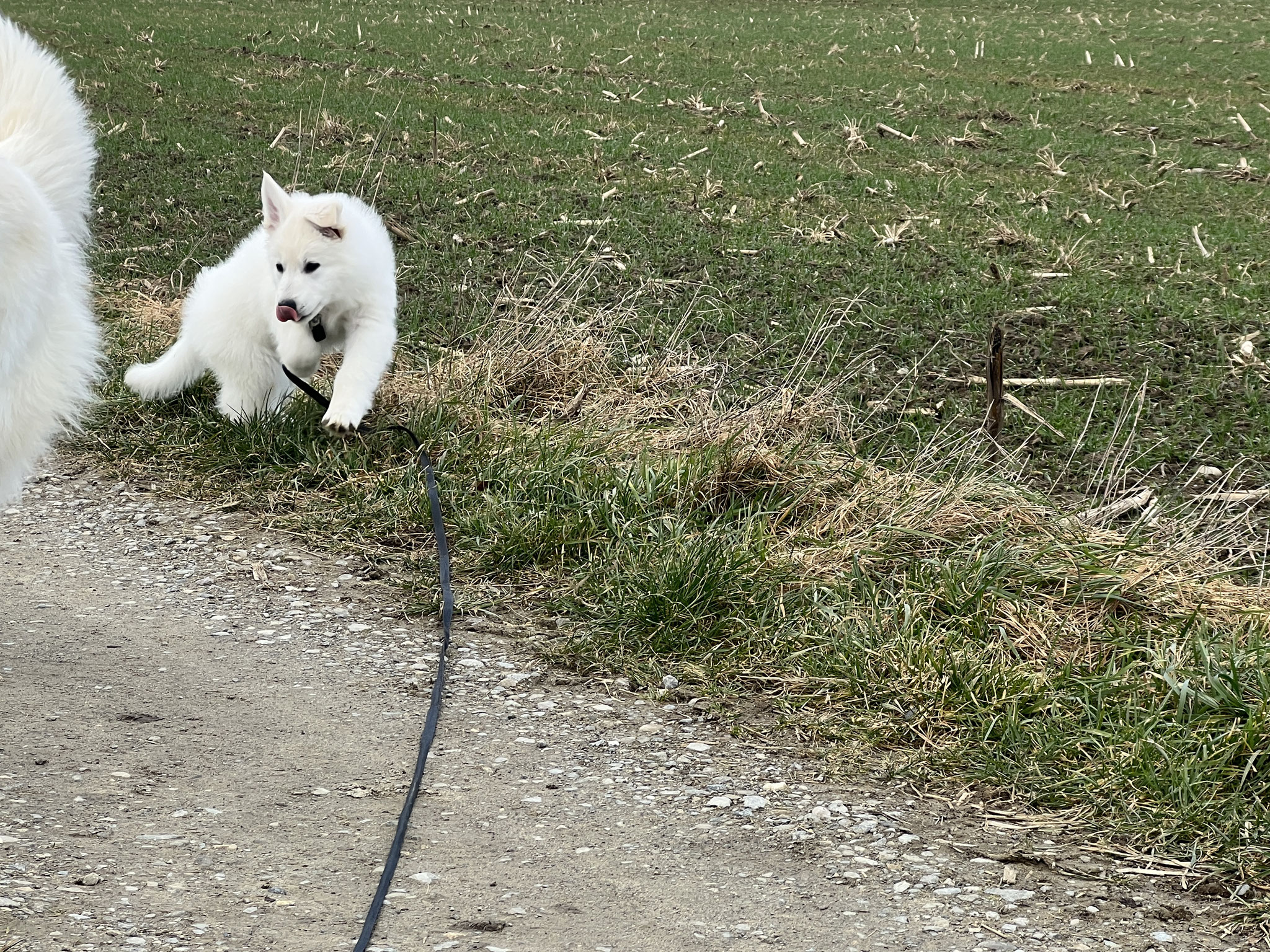 Karlie Collare Visio Light LED per Cani a Pelo Lungo - Blu - Zoolini  Svizzera