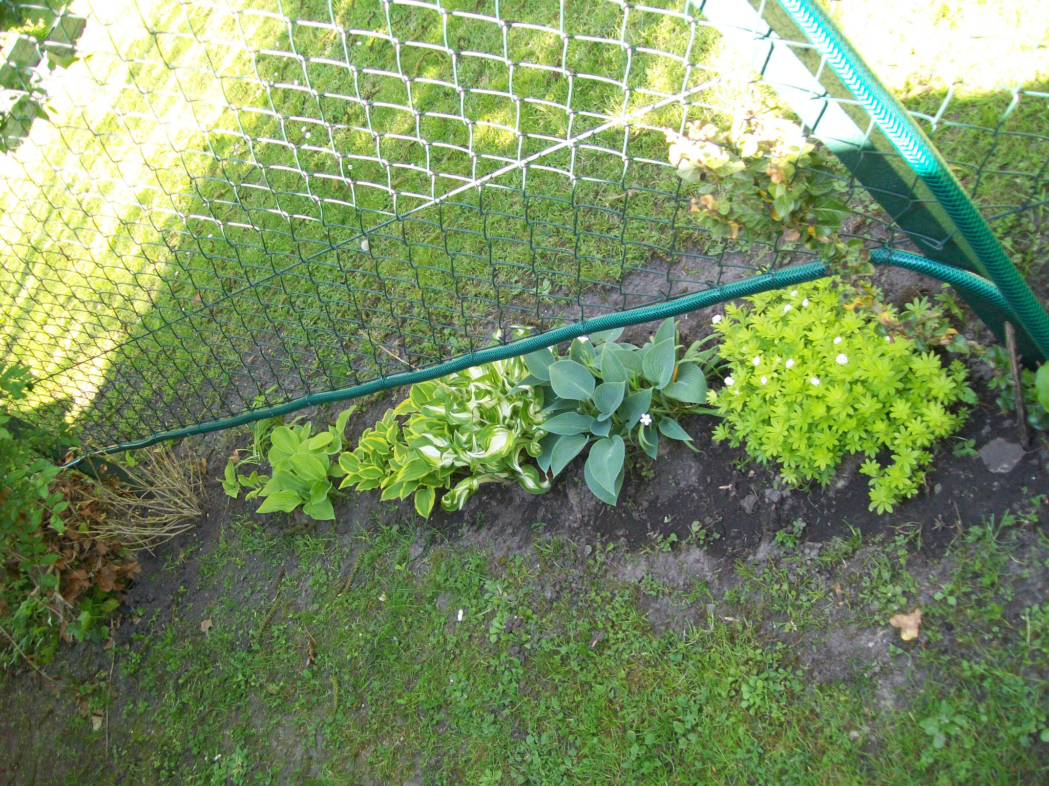 Funkien Hosta