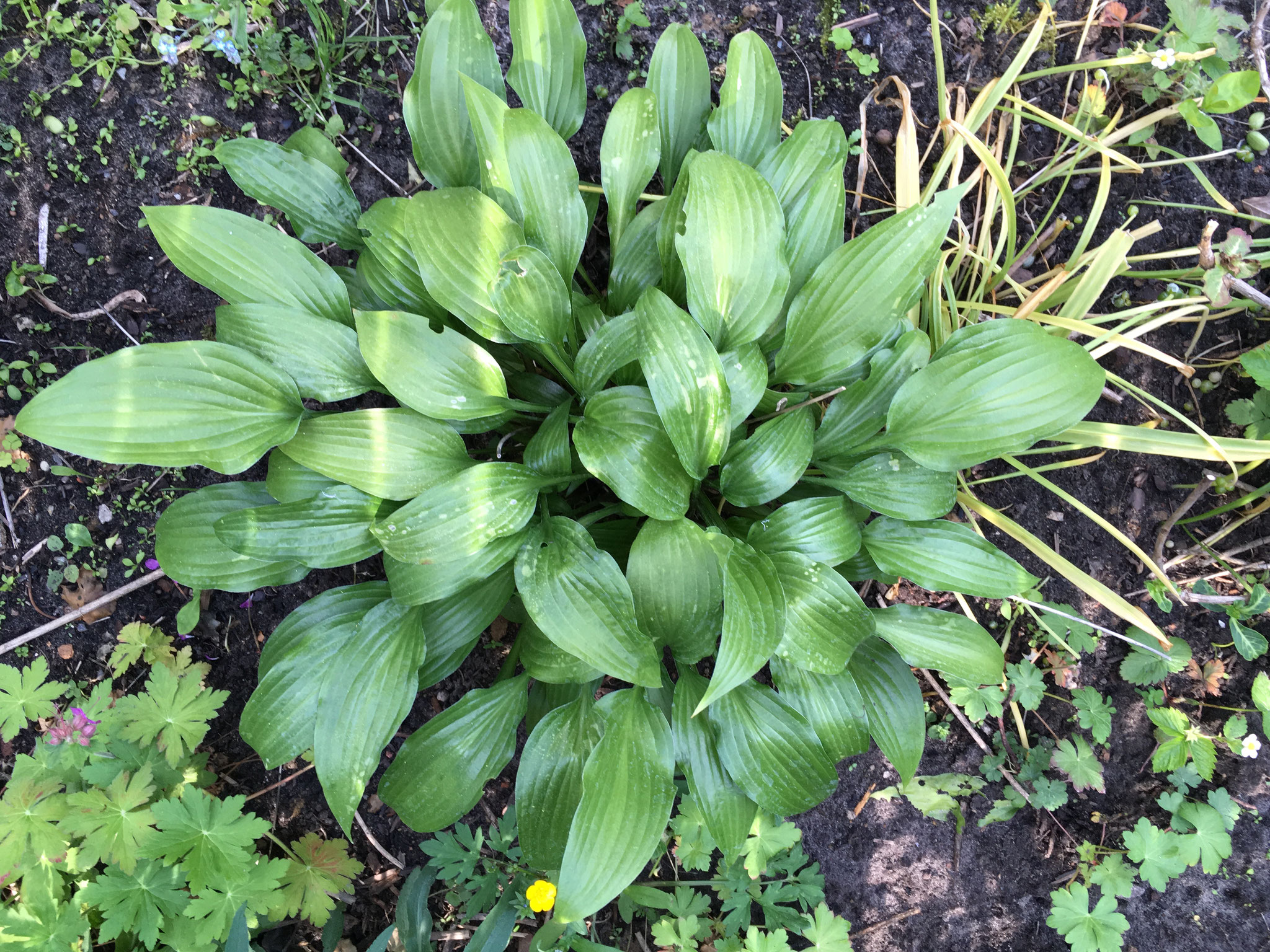 Funkie lanzifolia 25 cm