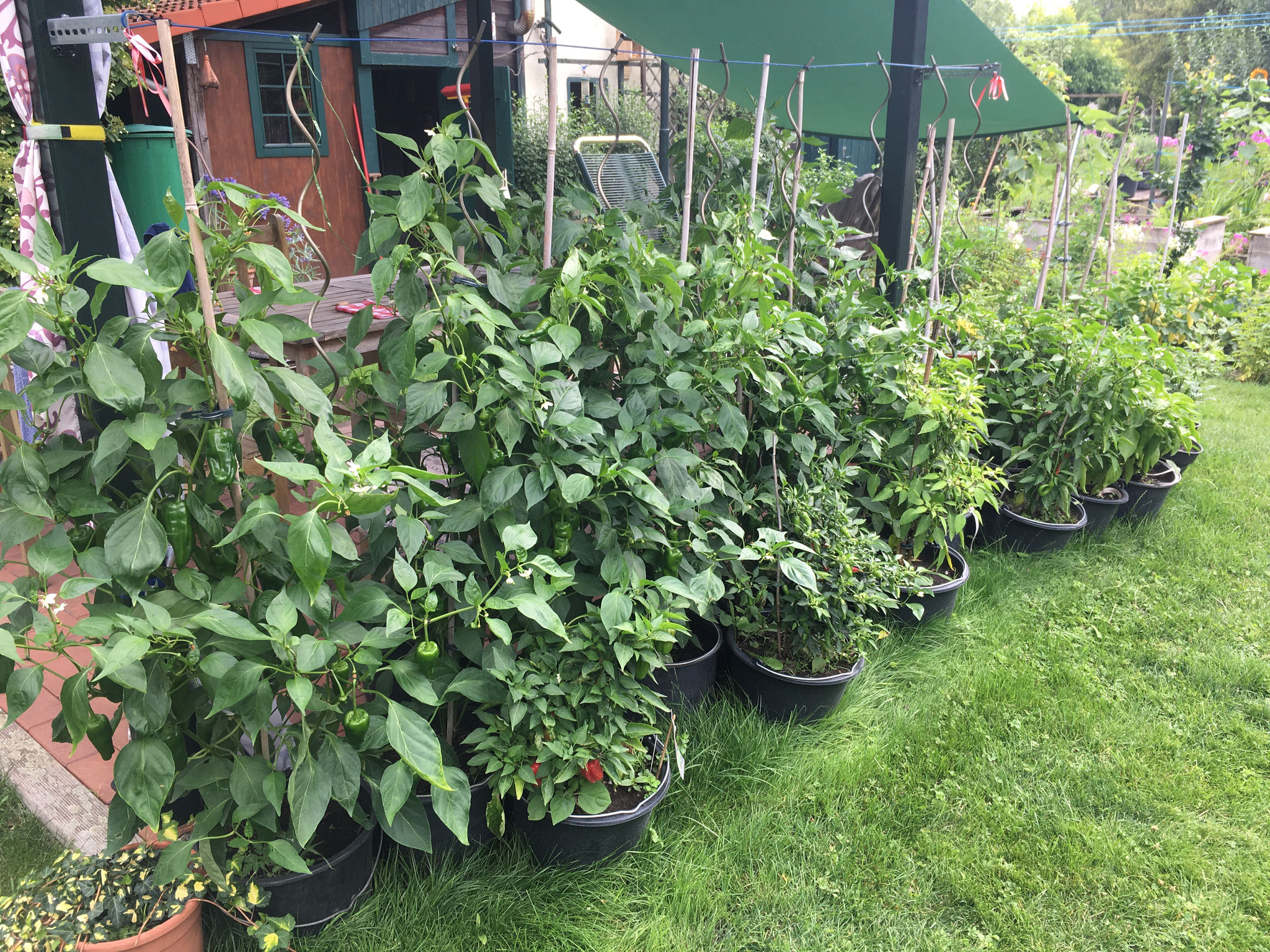 Chilis im Eimer am Sitzplatz