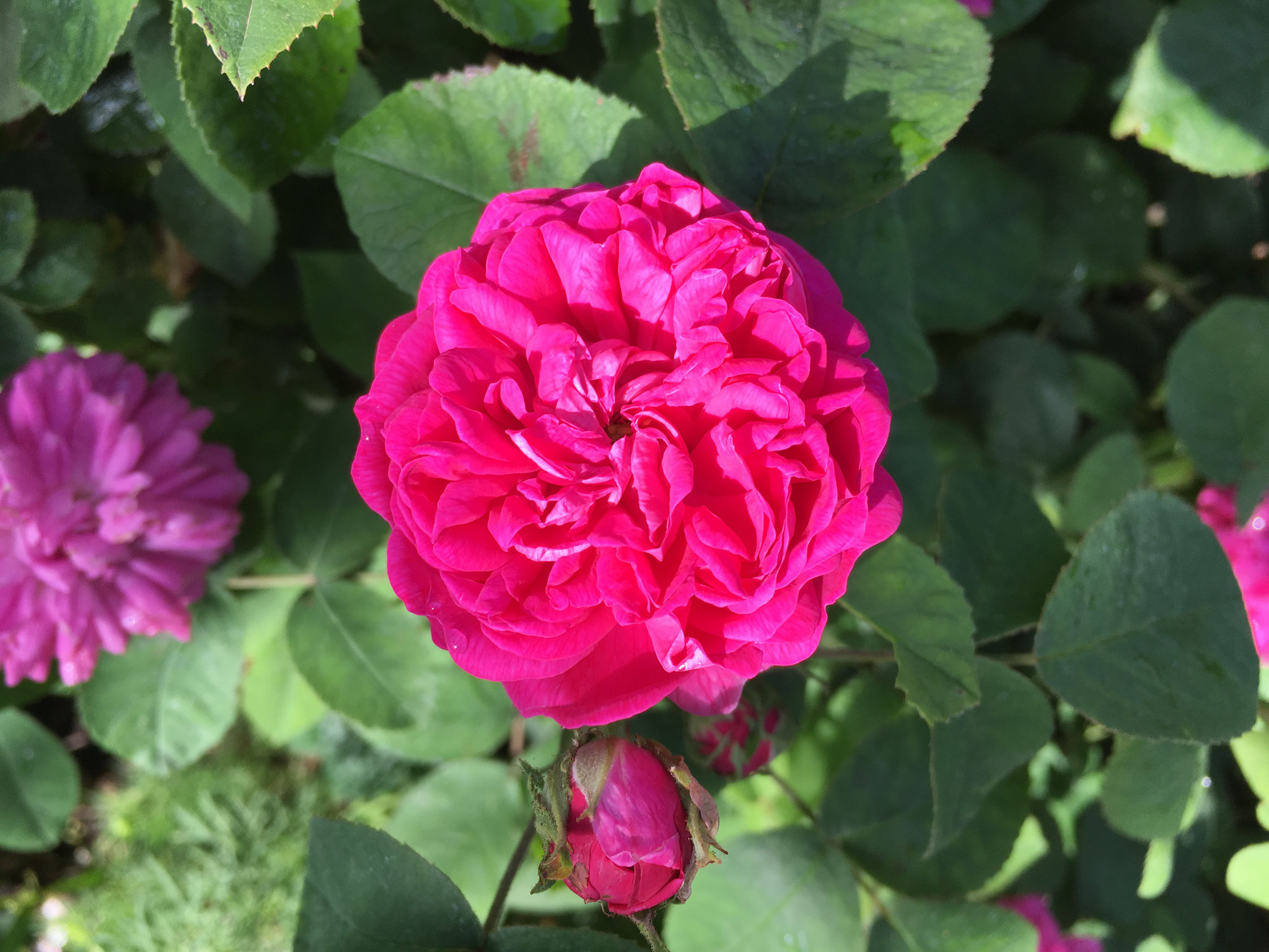 Rose de Resht