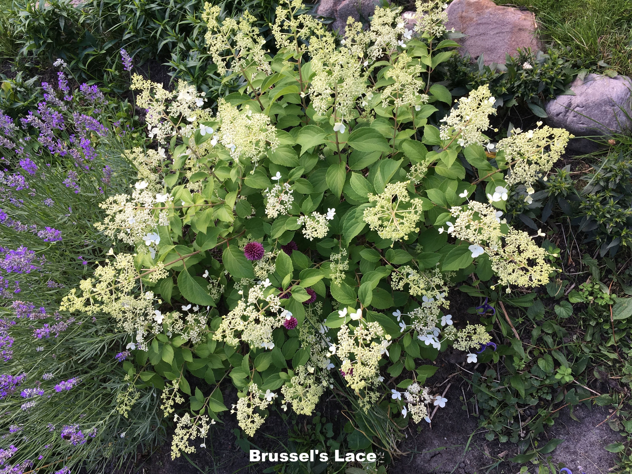 Hortensie paniculata Rispenhortensie Brussel's lace