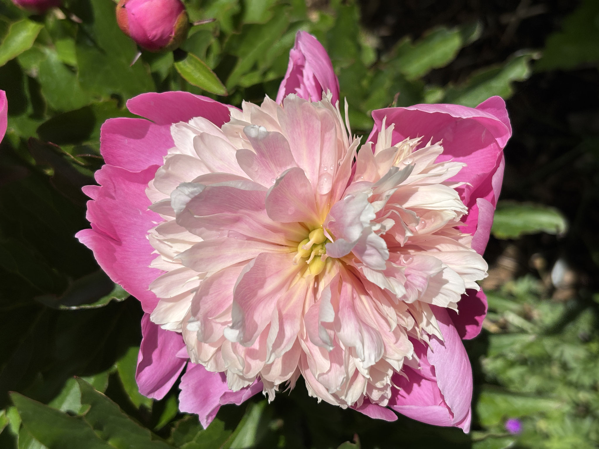 Edulis Superba