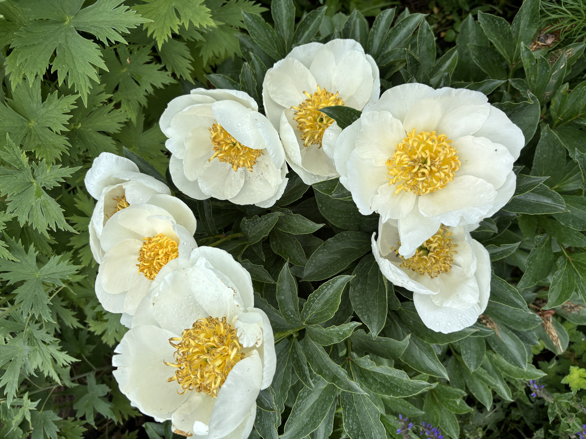 lactiflora Jan van Leuwen
