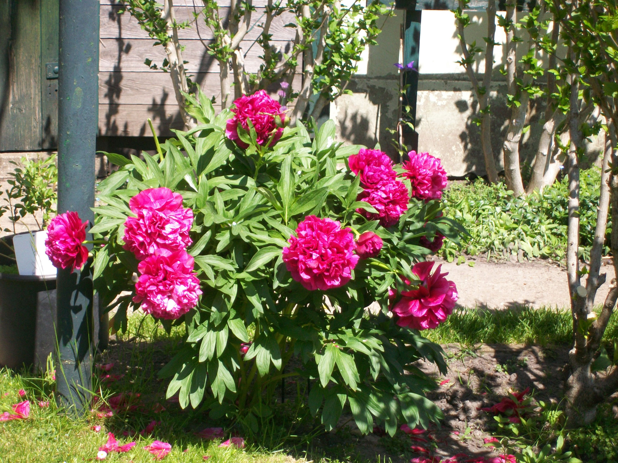 Pfingstrosen - aus-meinem-garten