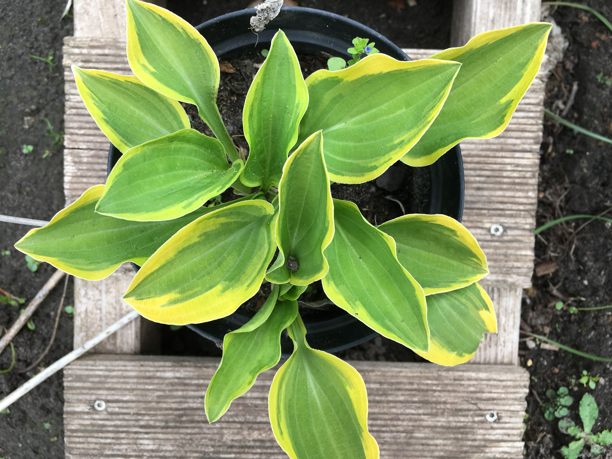 Funkien - Hosta - aus-meinem-garten