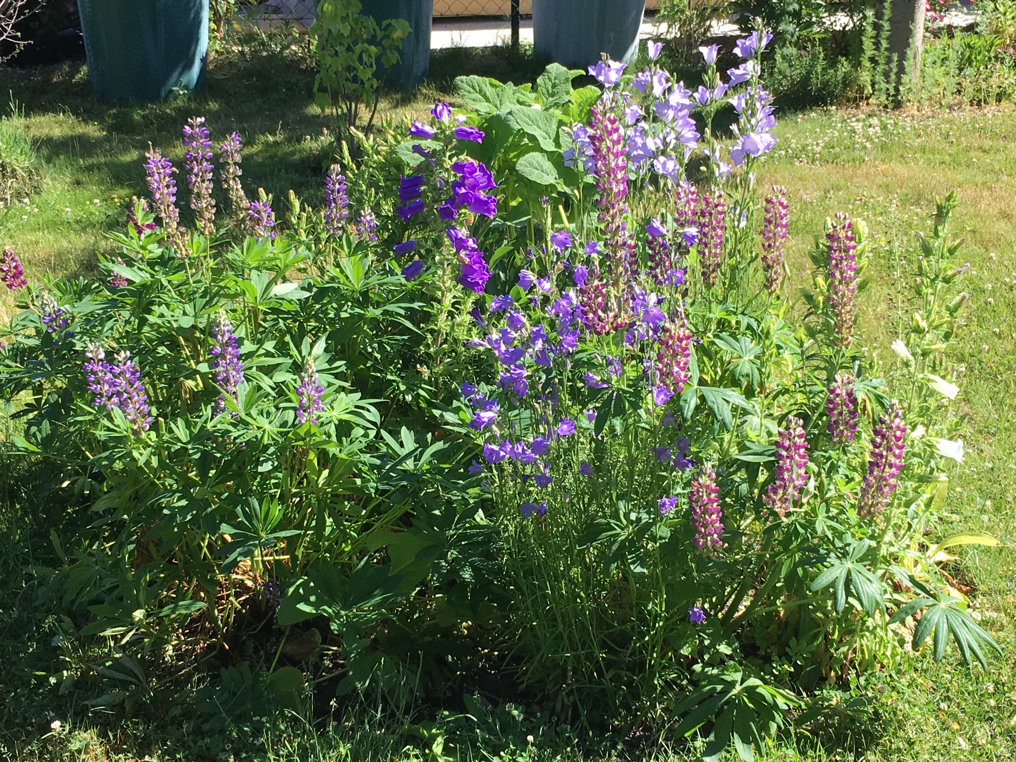 Rundes Blumenbeet mit Lupinen, Glockenblumen, Muskatellasalbei, vorübergehend