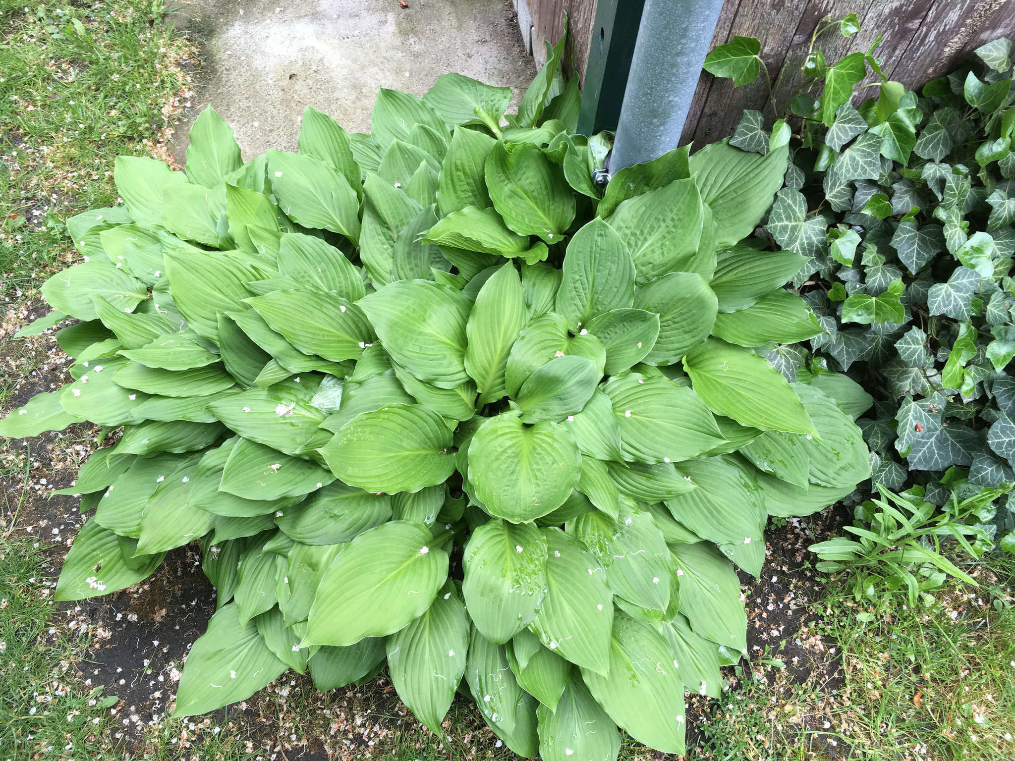 Funkie ventricosa 100 cm
