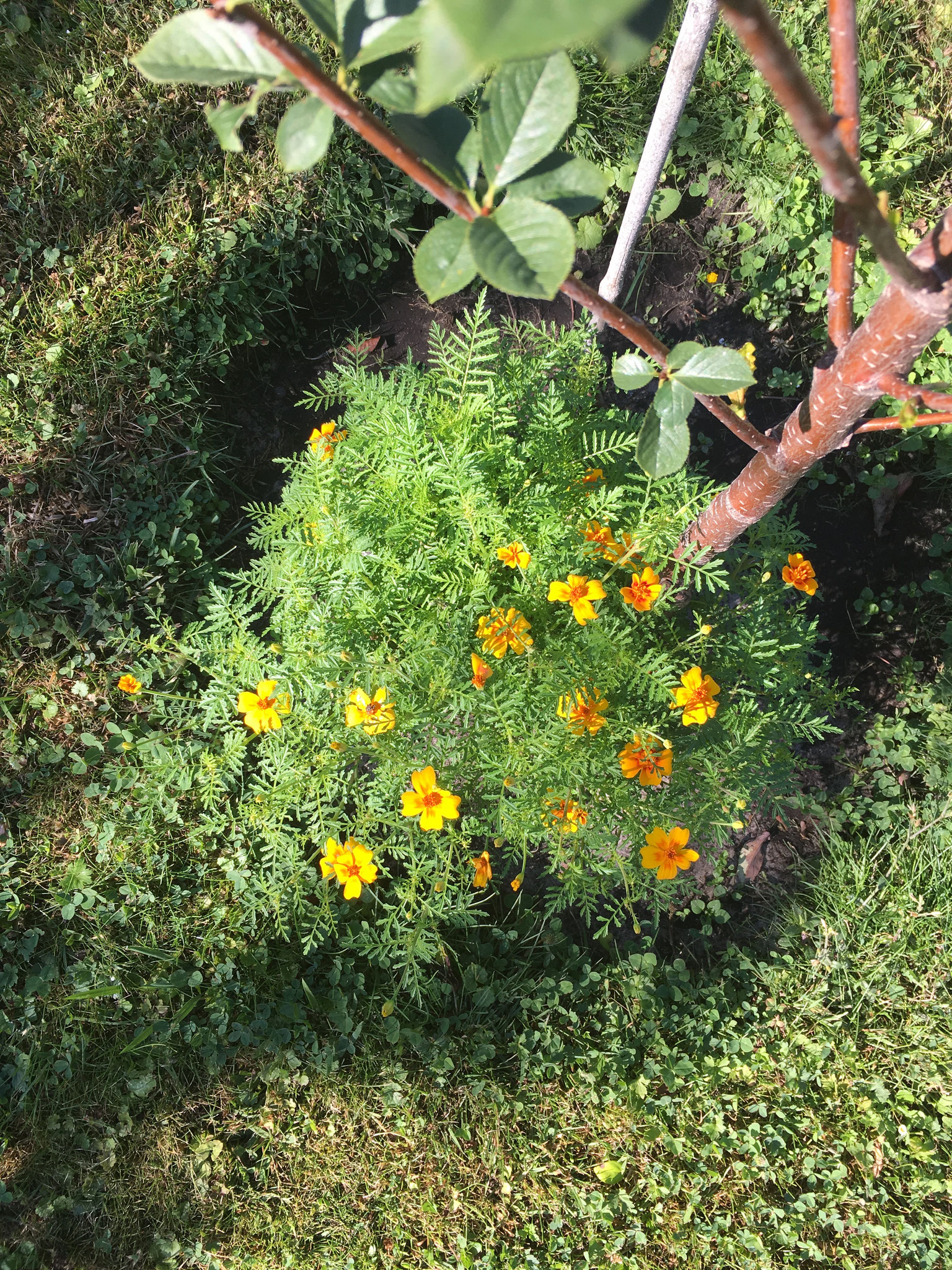 Zwerg-Tagetes Unterpflanzung Obstbaum