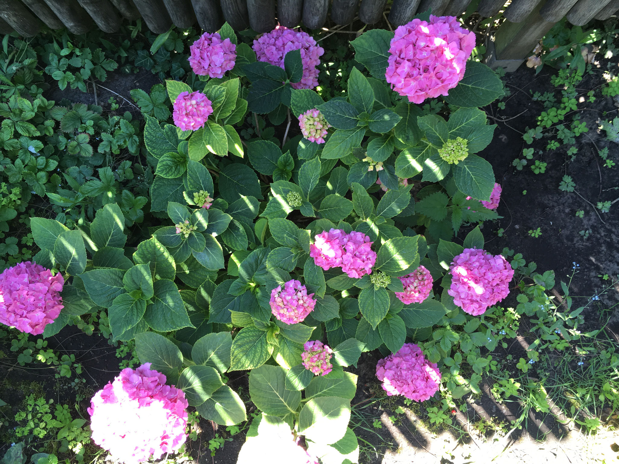 Bauernhortensie rosa