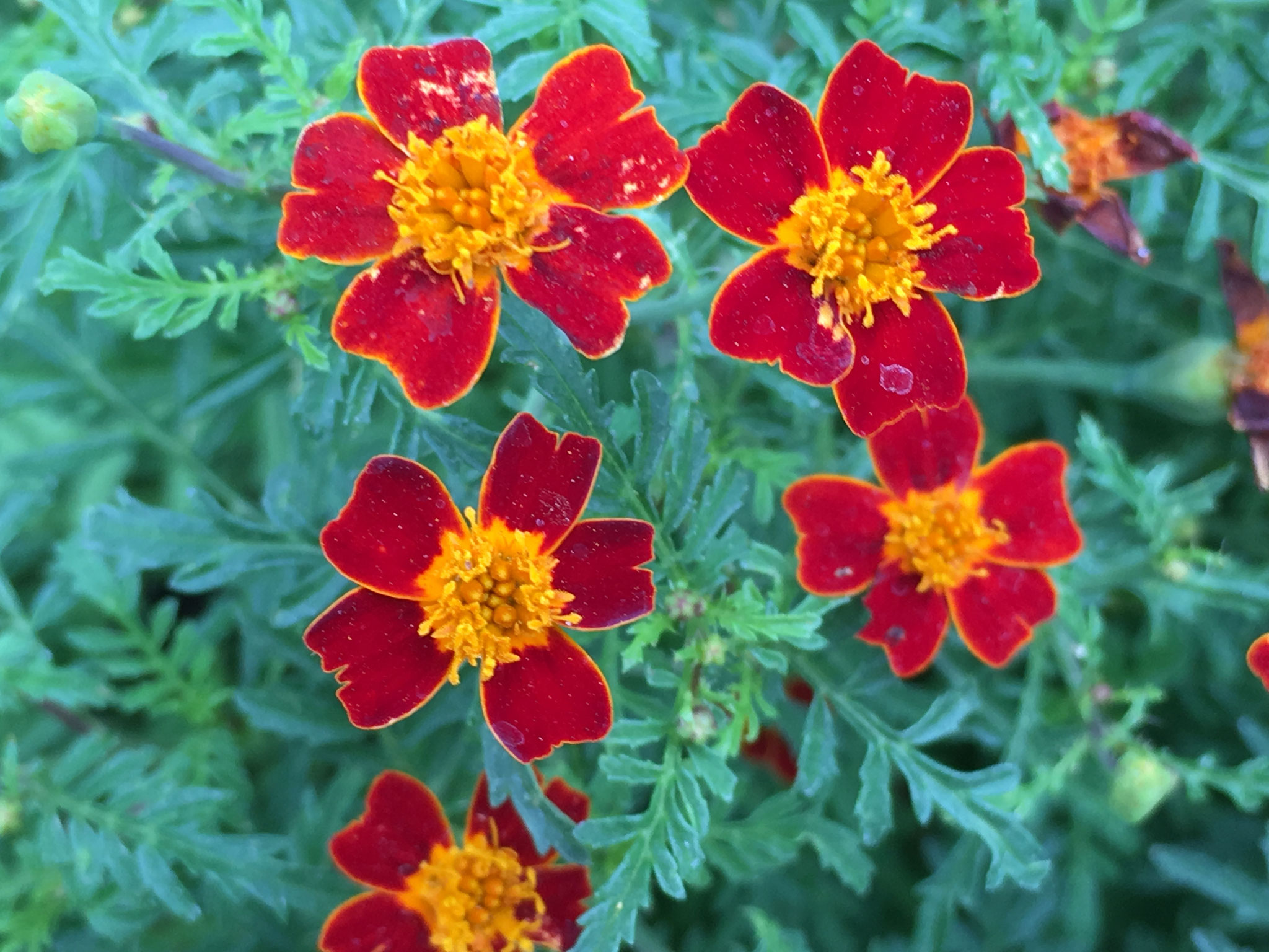 Studentenblume - Tagetes - aus-meinem-garten
