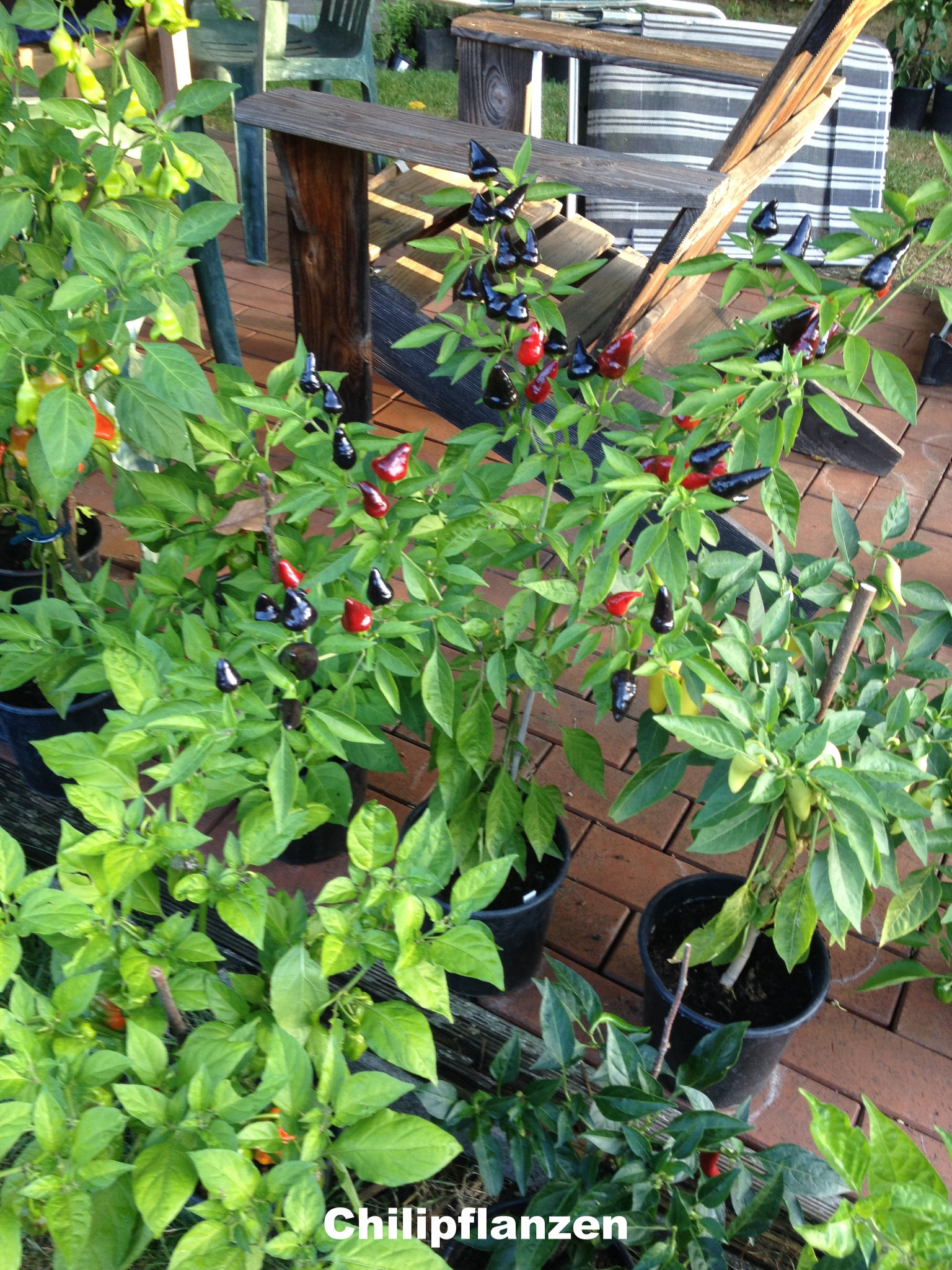 Chilipflanzen