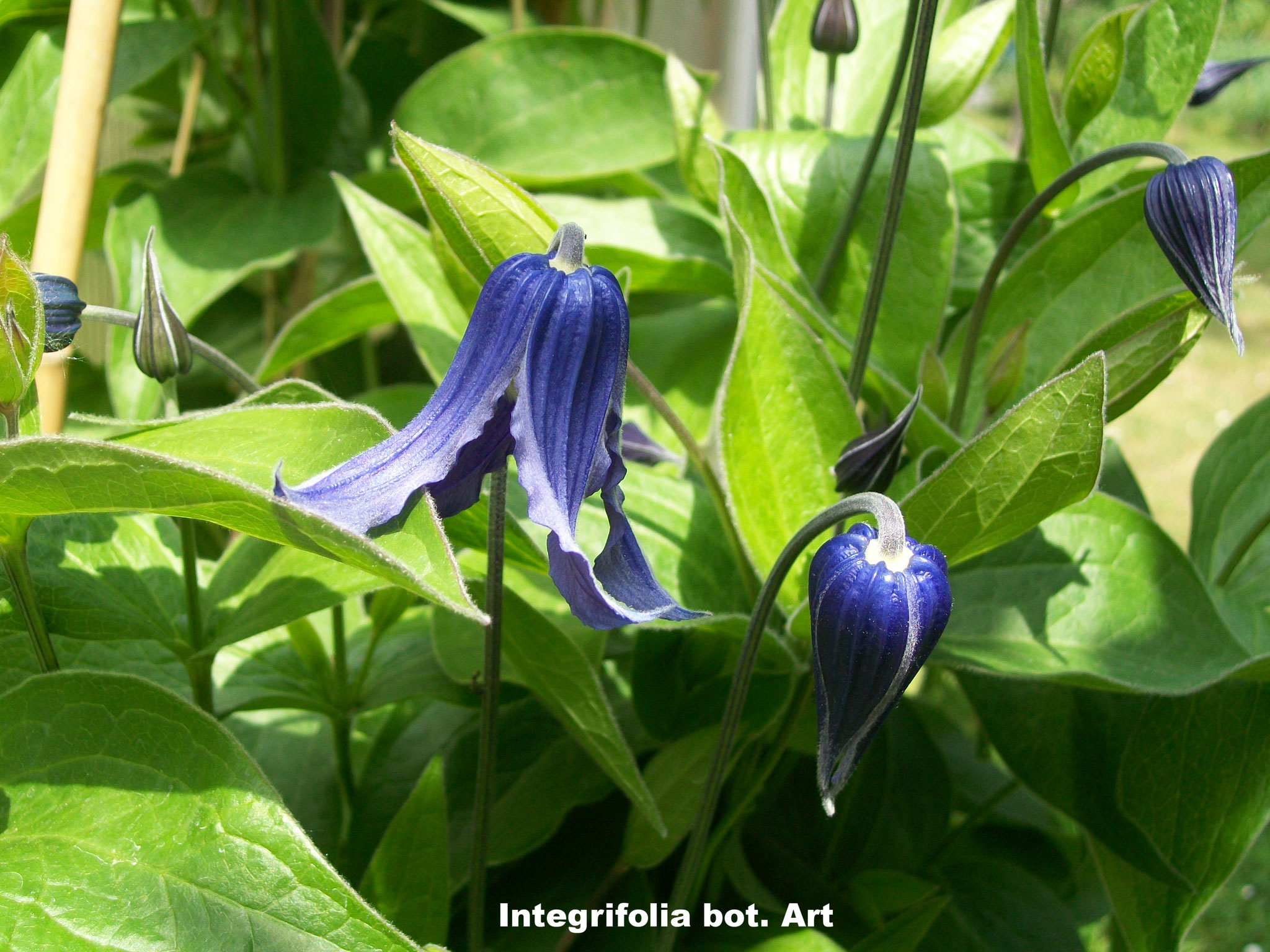 integrifolia