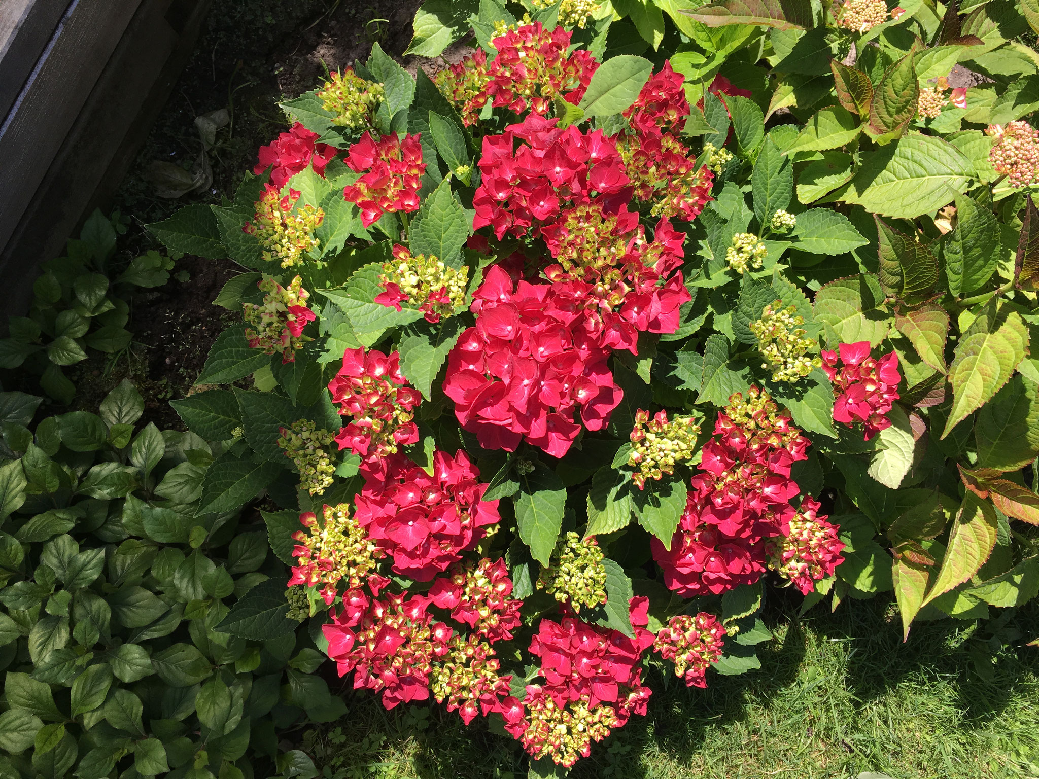 Clematis Vertrocknet Schneiden : kleiner-staudengarten: Gartentipps