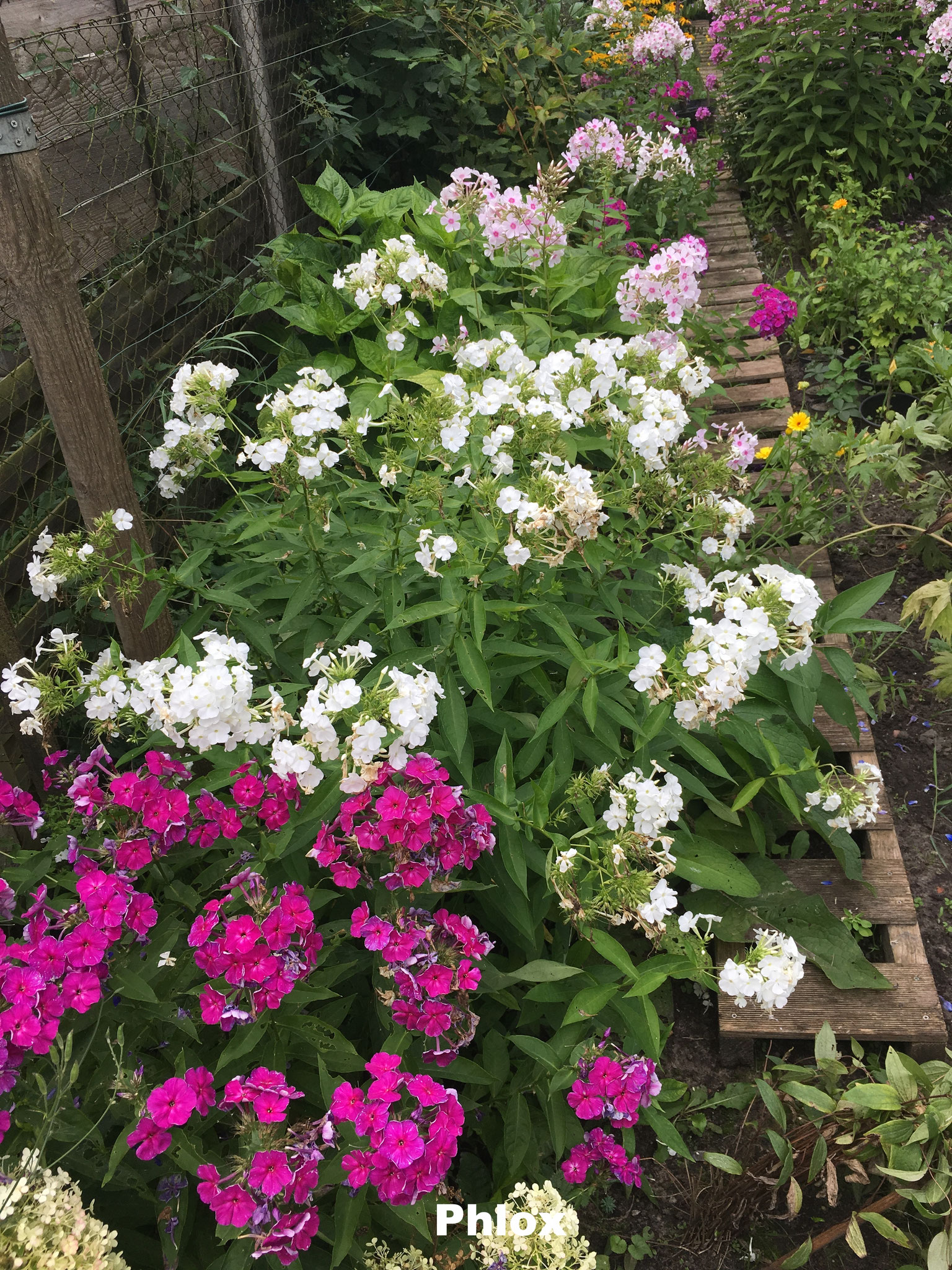 Phlox