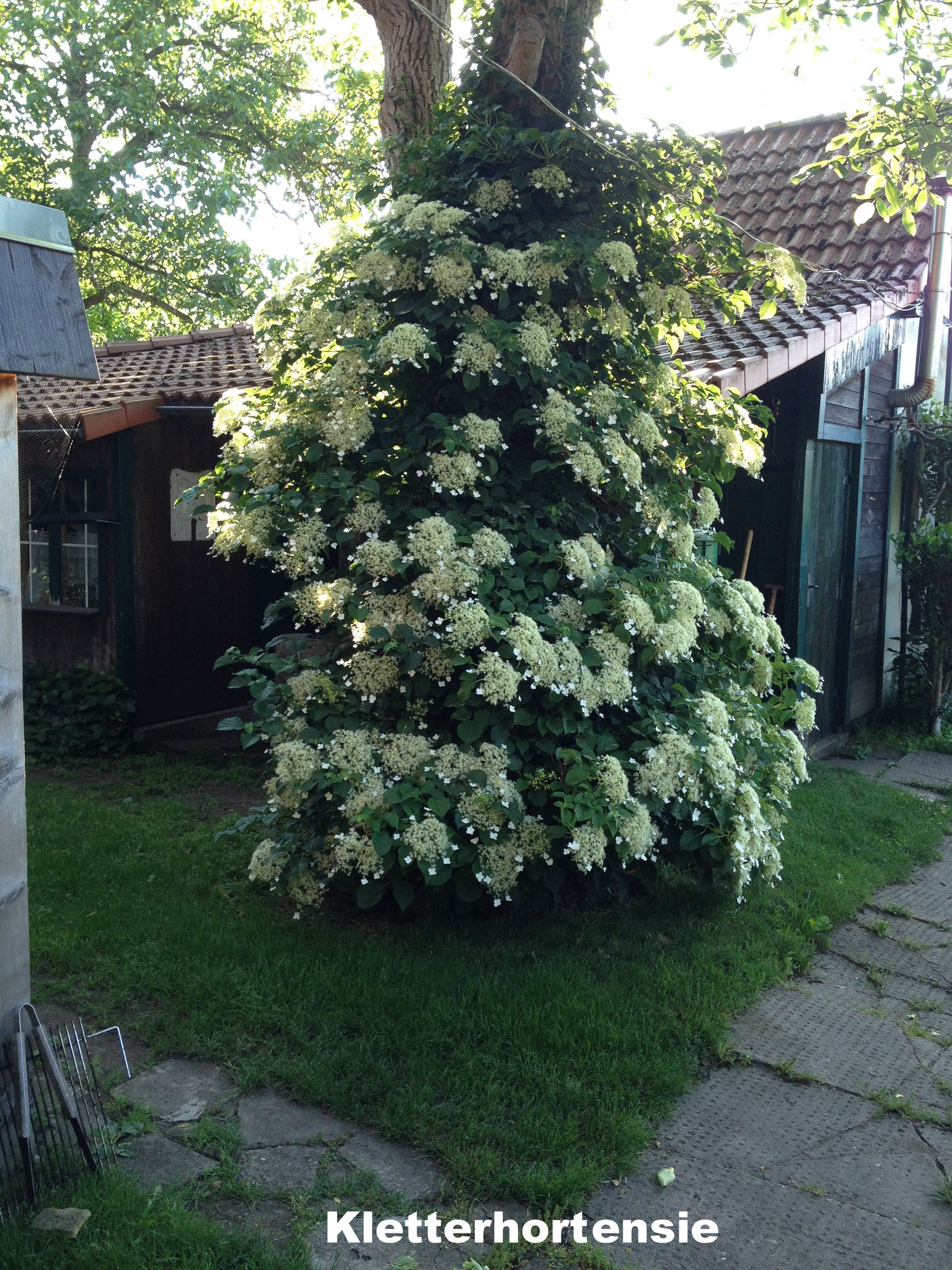  Kletterhortensie