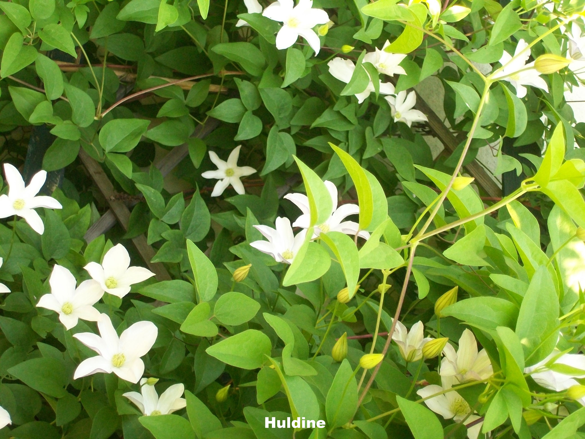 Viticella Huldine