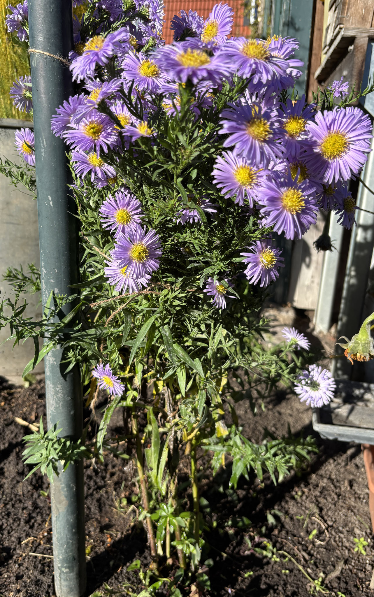 Glattblatt-Aster
